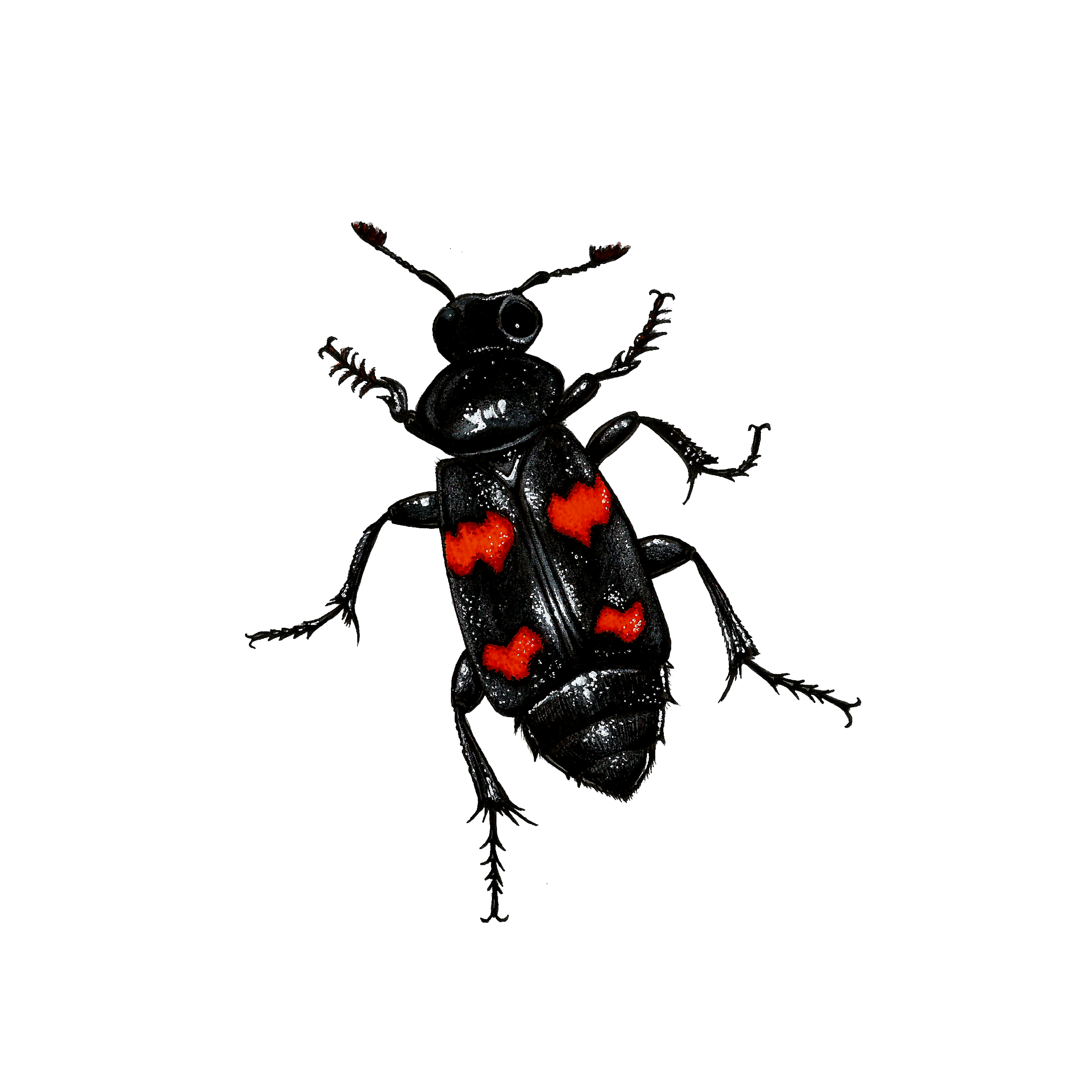 Sexton Beetle.png