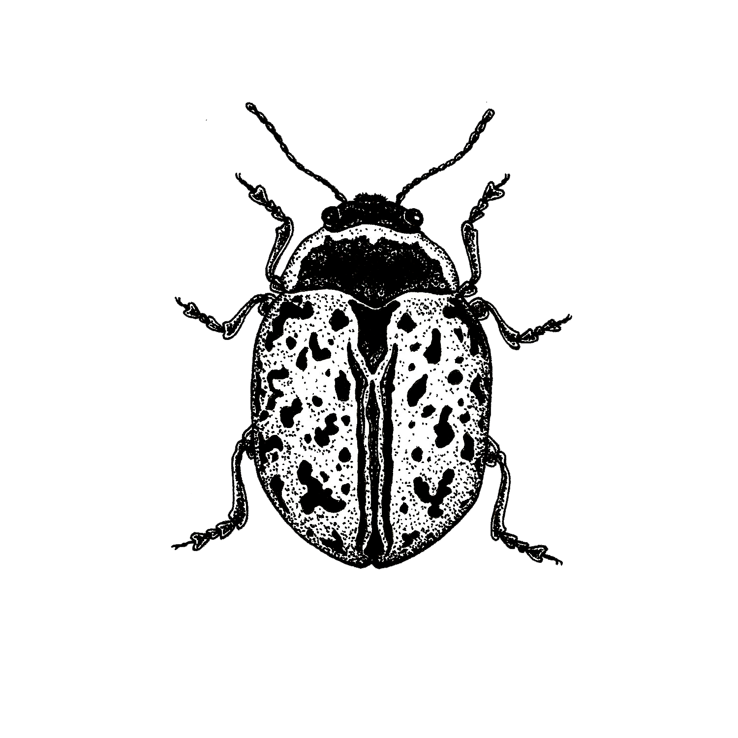 Beetle sticker.png