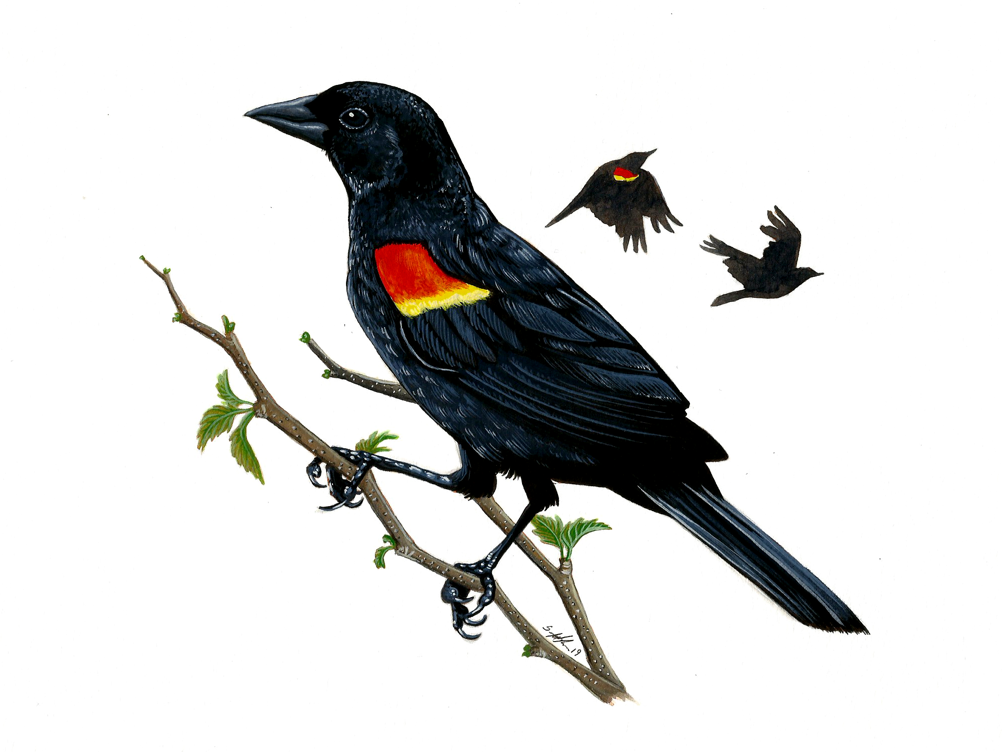 Red Winged Blackbird.png