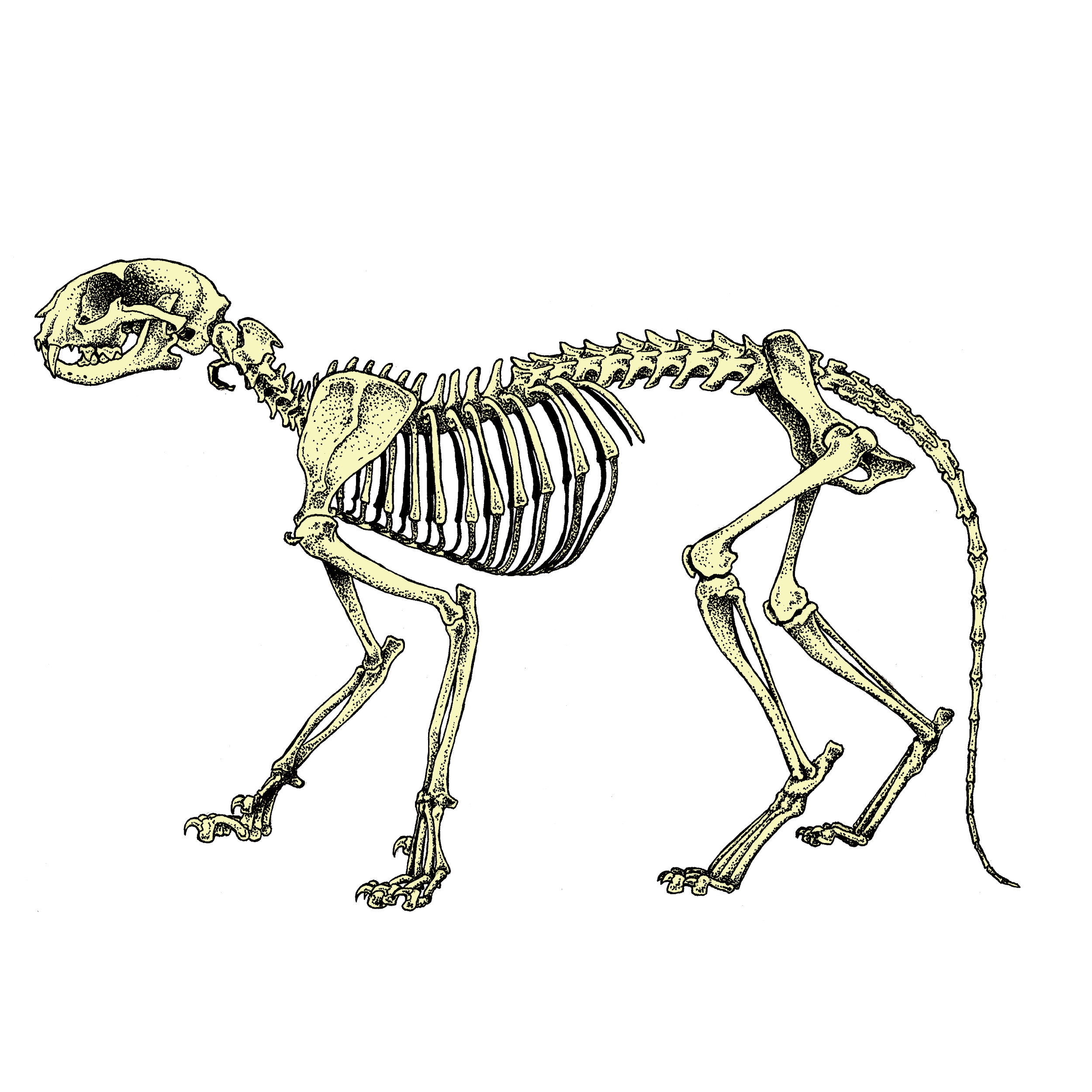 Cat skeleton sticker.png