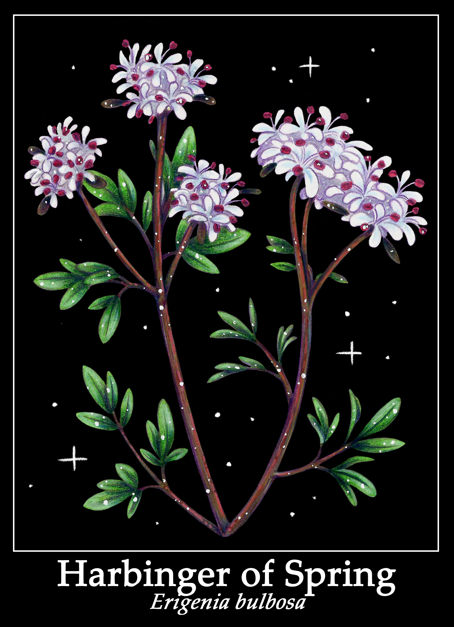 harbingerofspringprint.png