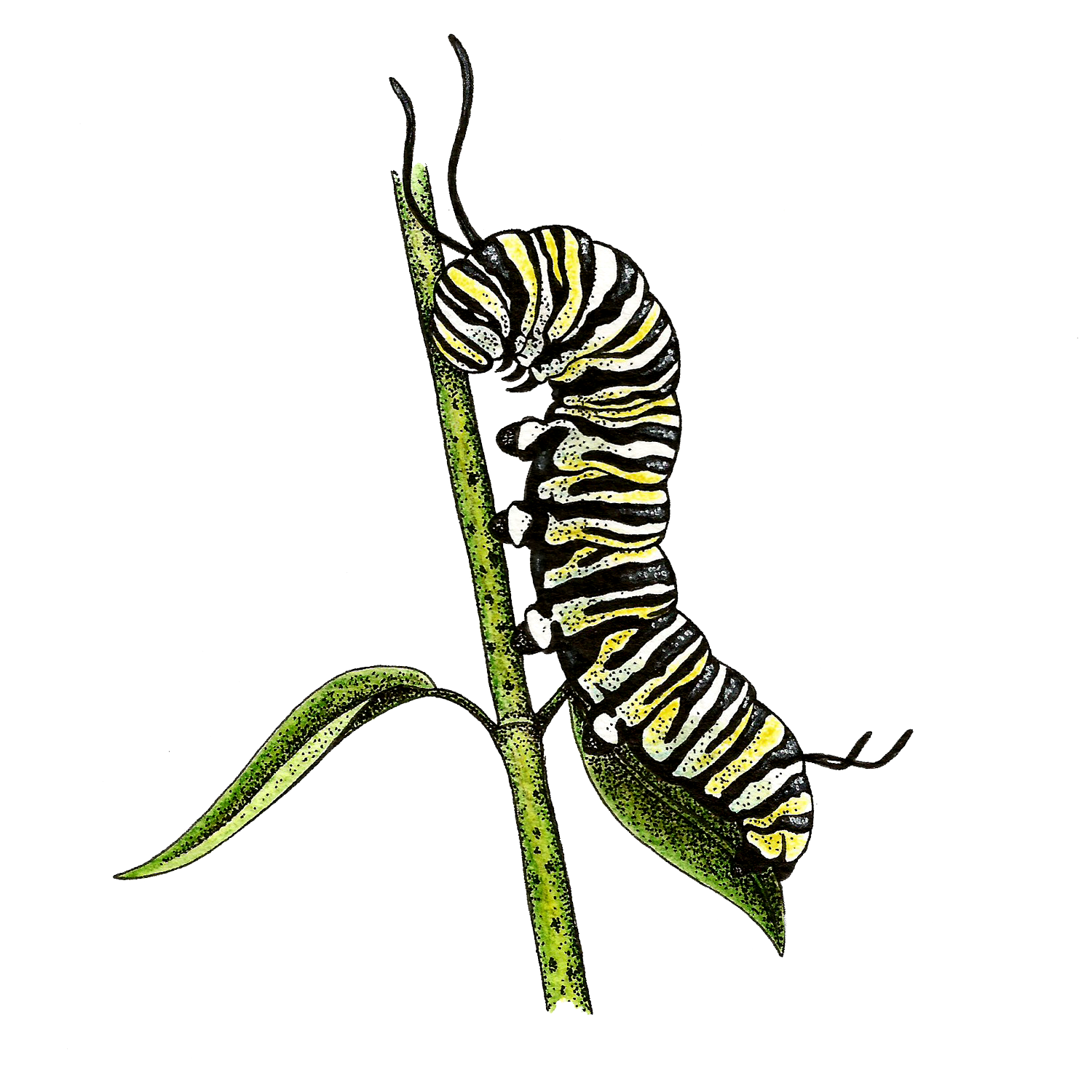 monarch caterpiller rb.png