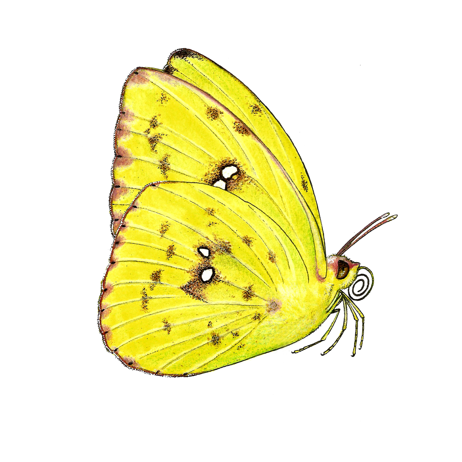Cloudless Sulphur sticker.png