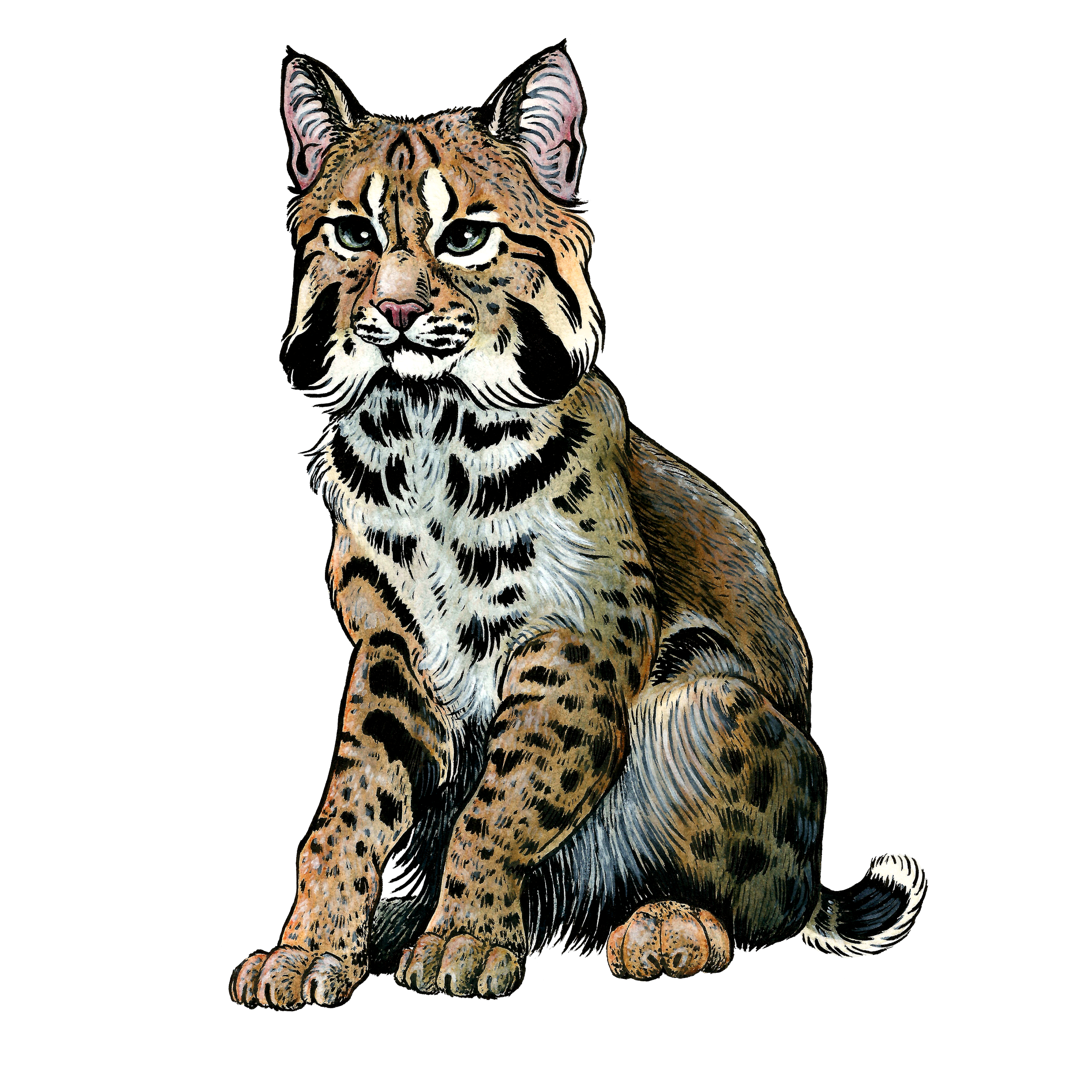 bobcat2.png