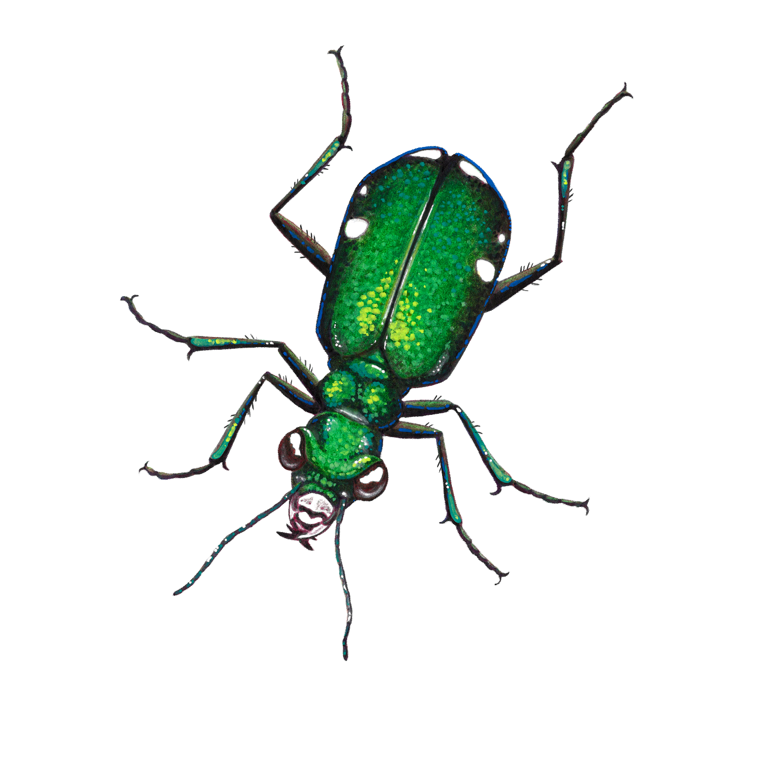6 spotted tiger beetle sticker.png