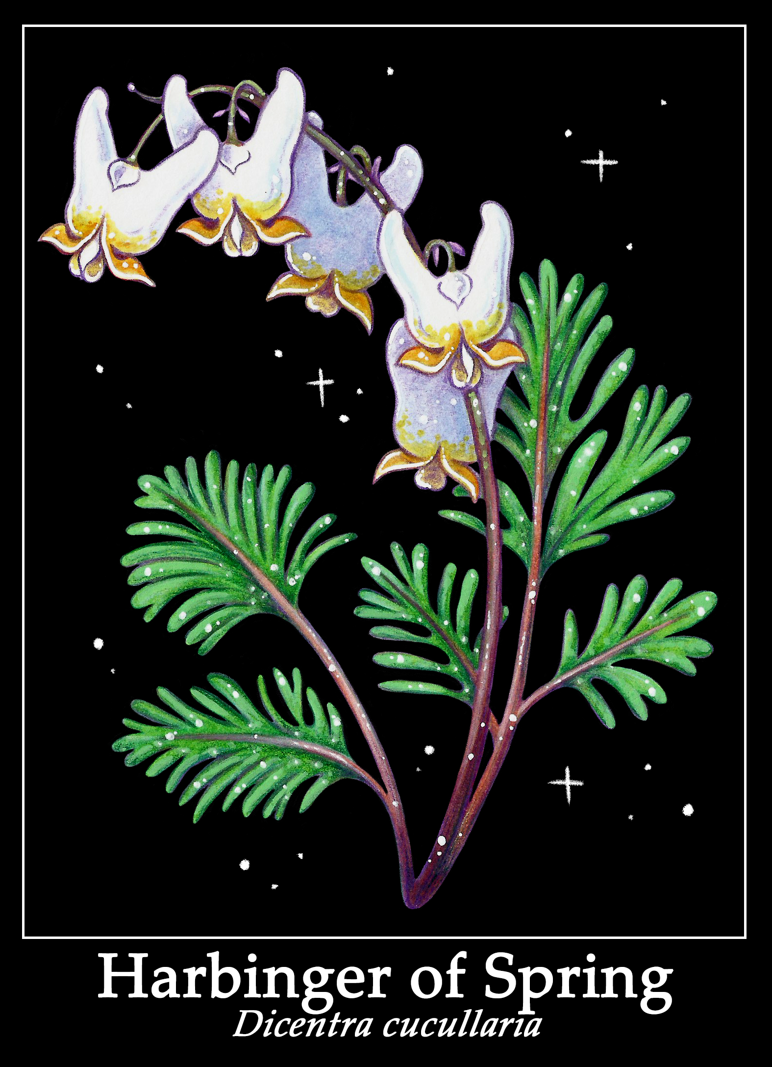 dutchmansbreechesprint.png