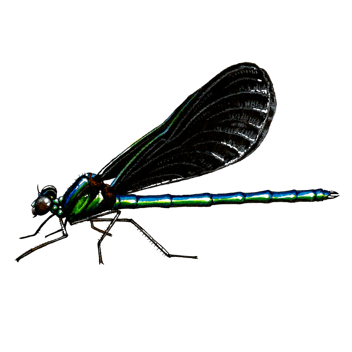 ebony jewelwing sticker.png