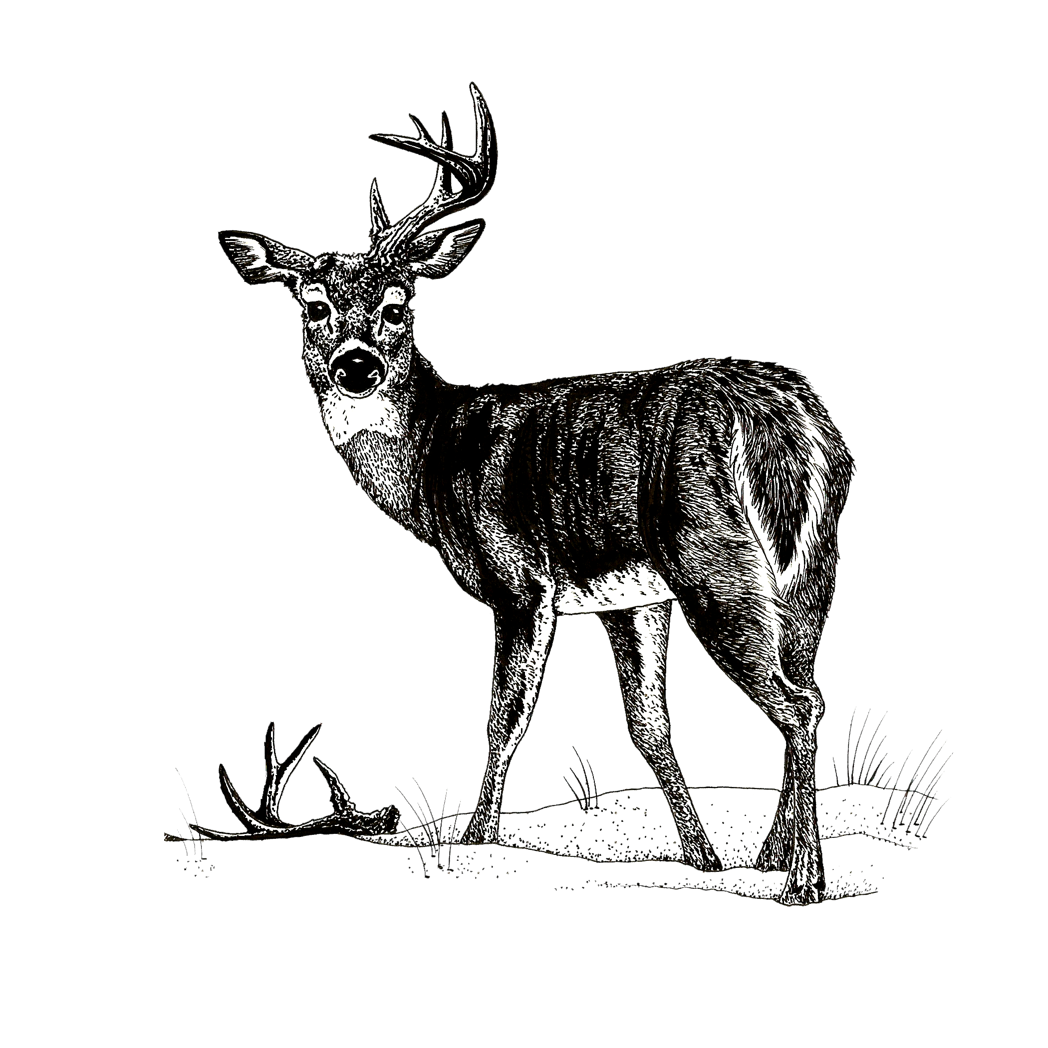 winter deer.png