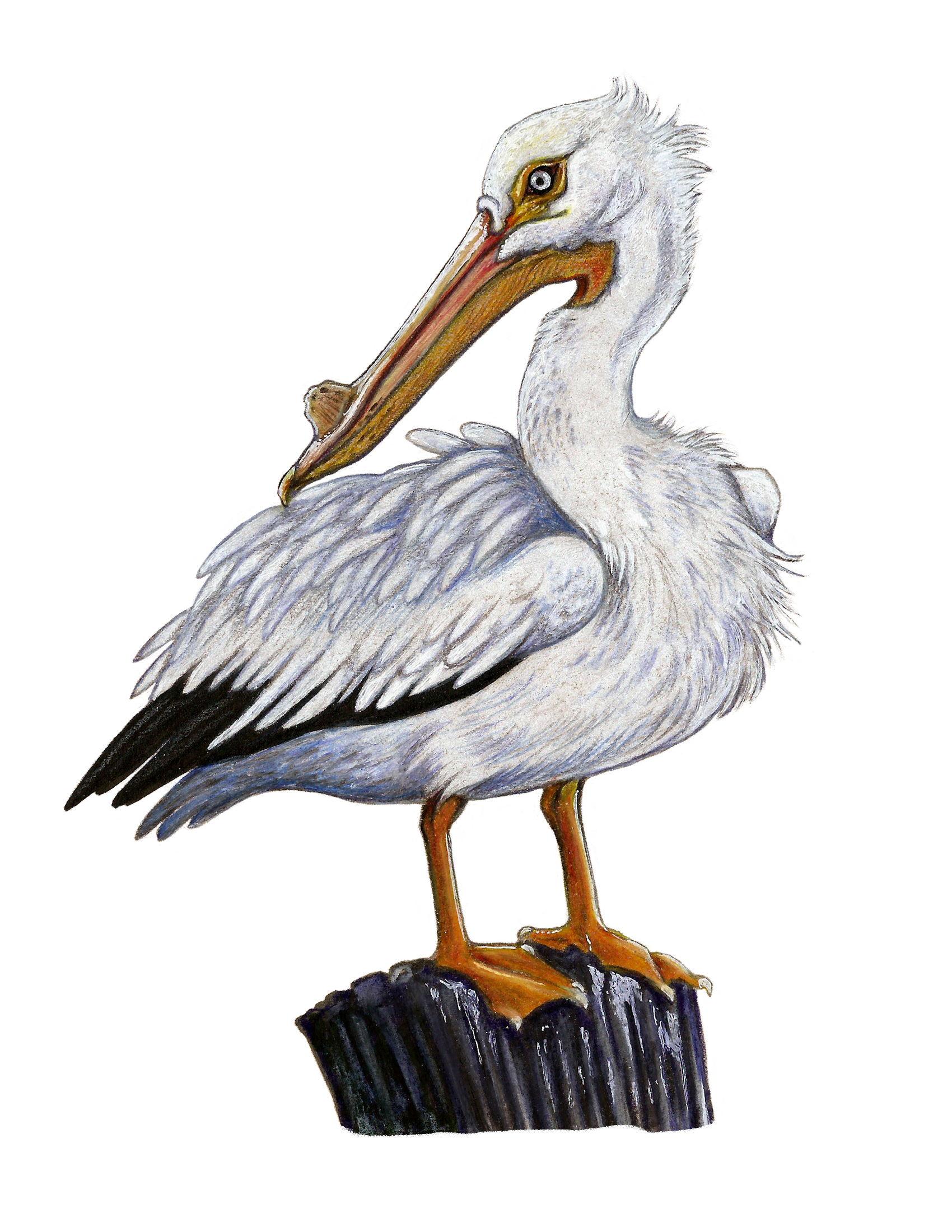 white pelican sticker.png