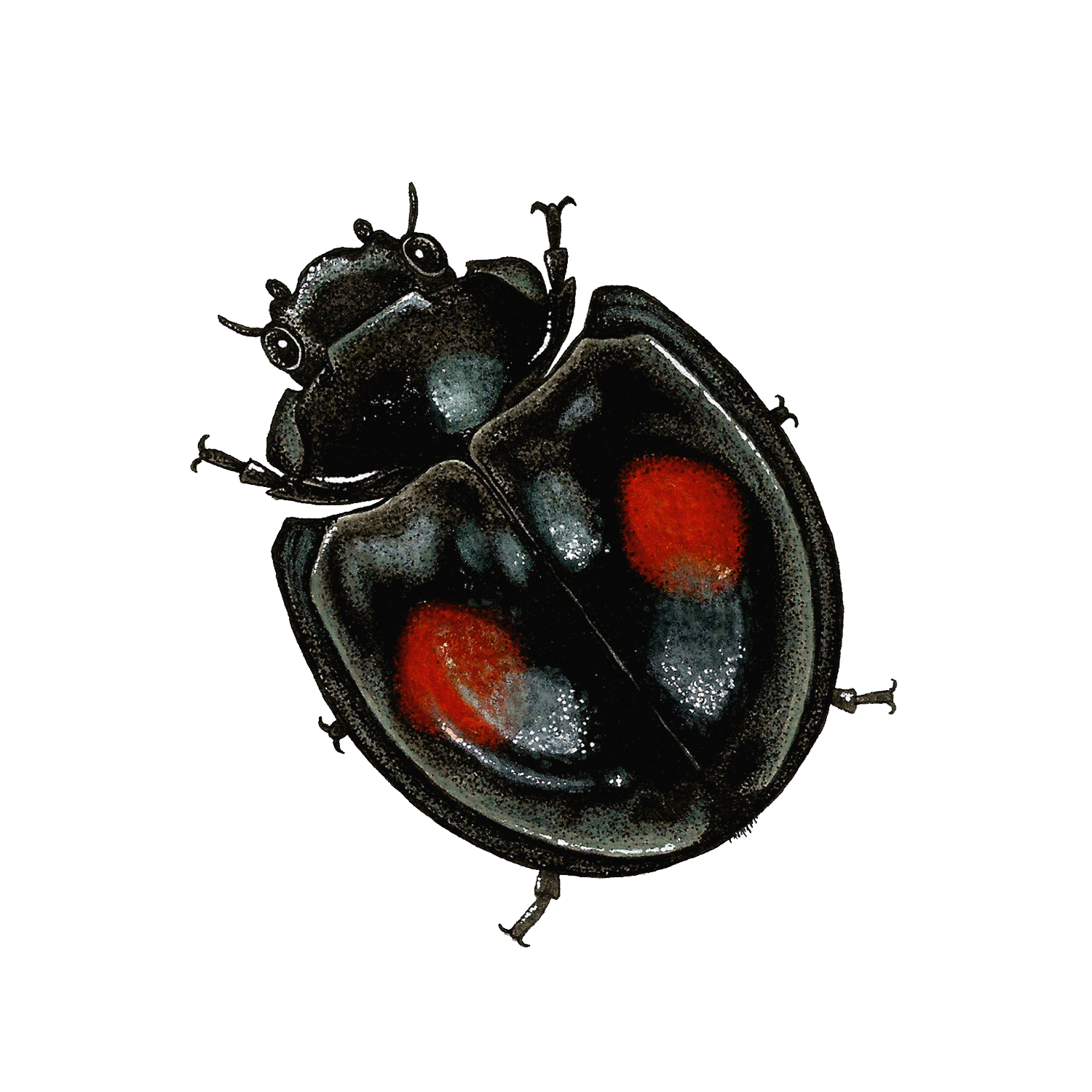 twice stabbed lady beetle.png