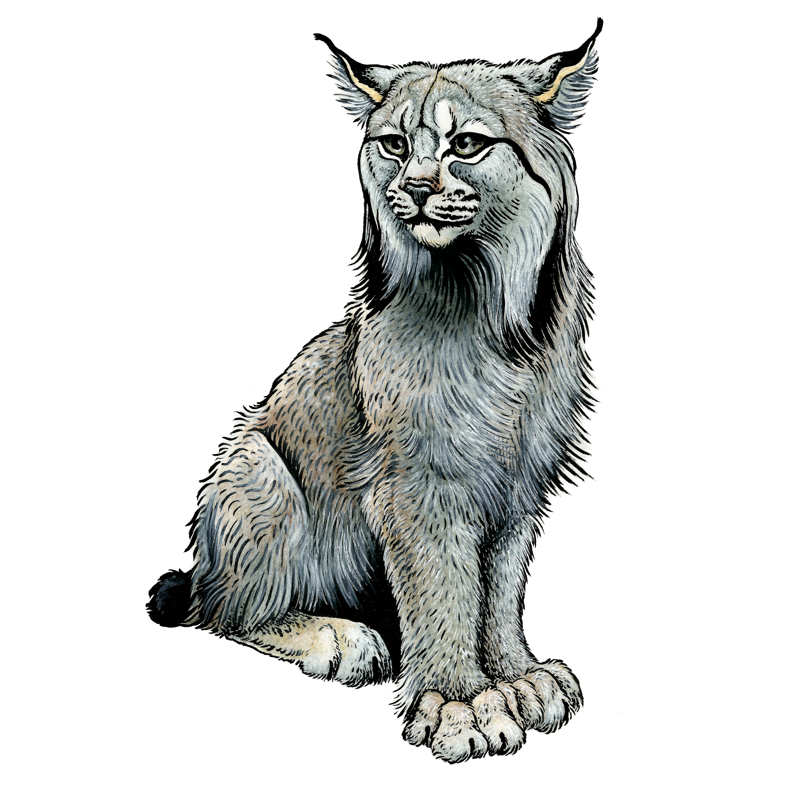 lynx2.png
