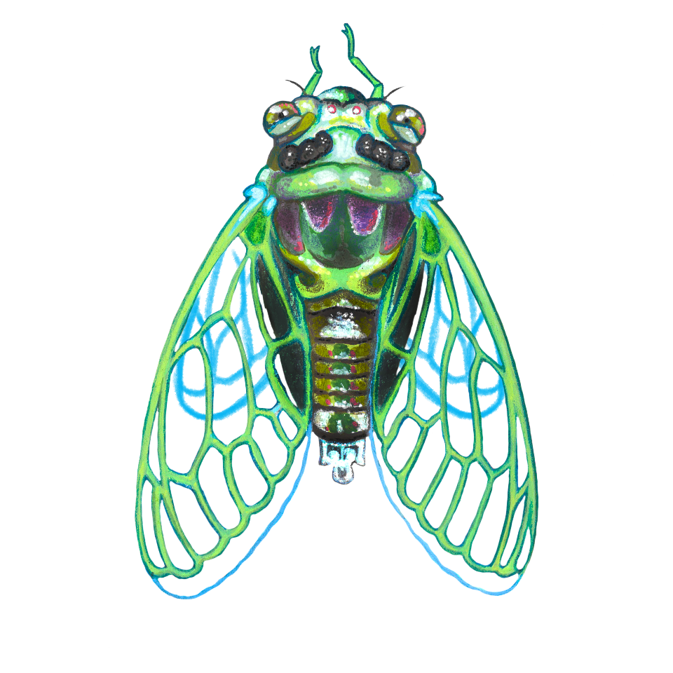 Science and Nature Illustration by Savannah Hoskinson-Theriac