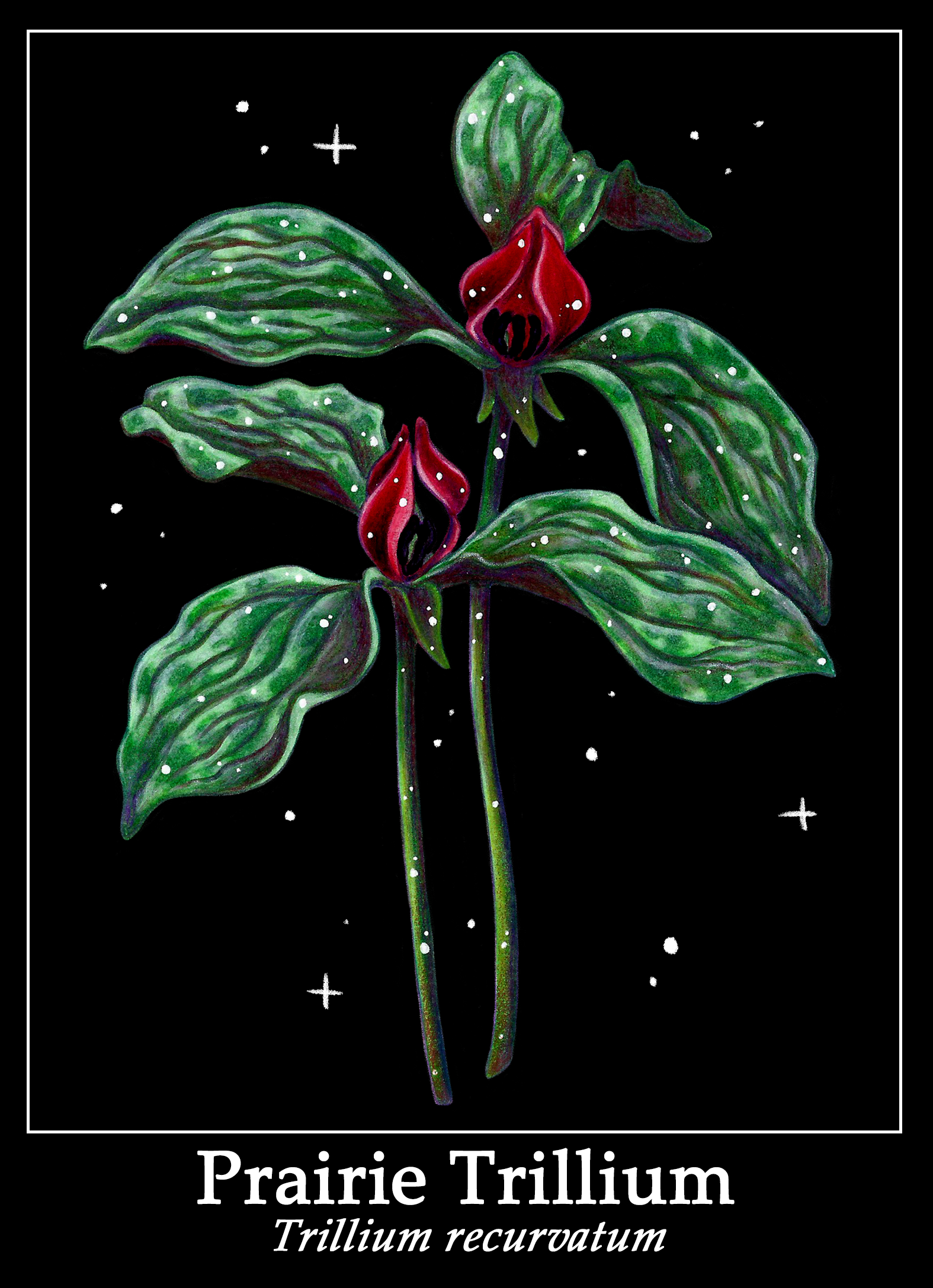 trilliumprint.png