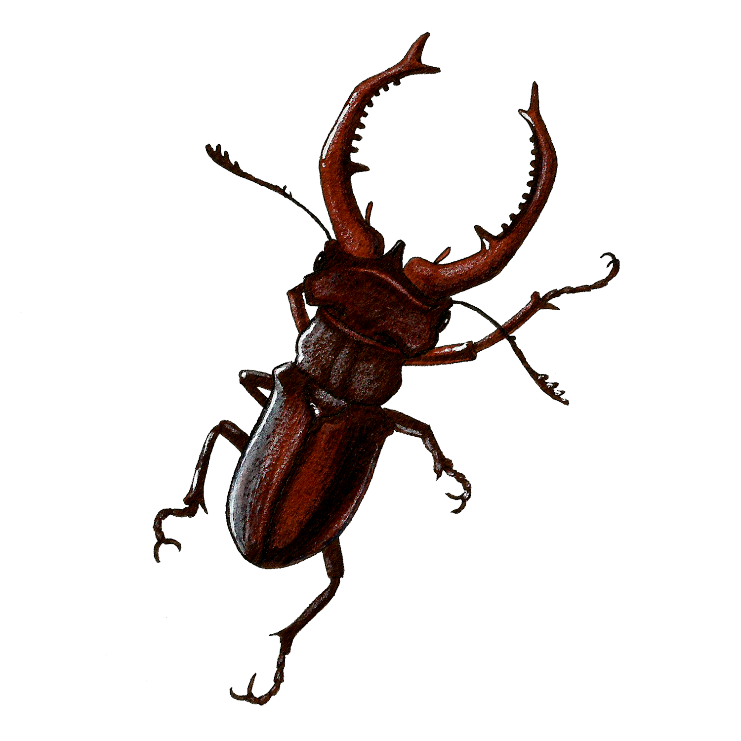 stag beetle rb.png