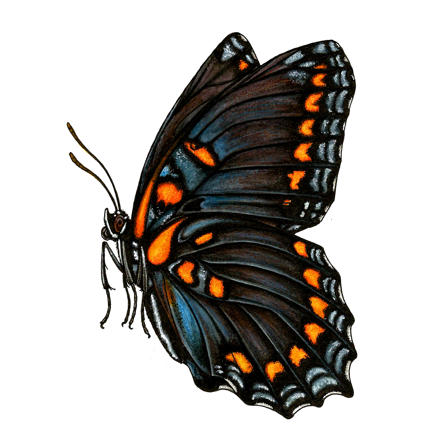 Red Spotted Admiral sticker.png