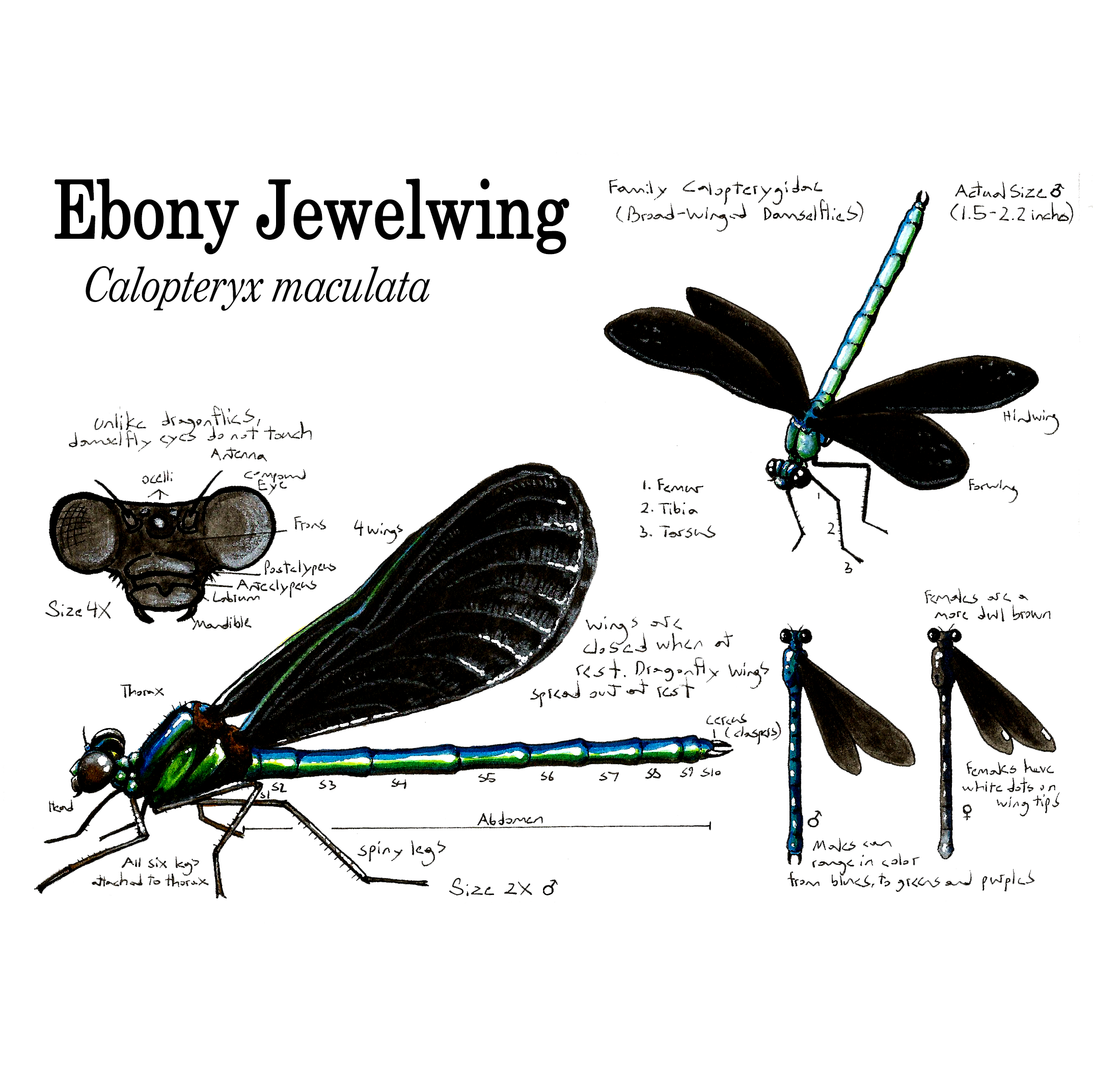 ebony jewelwing.png