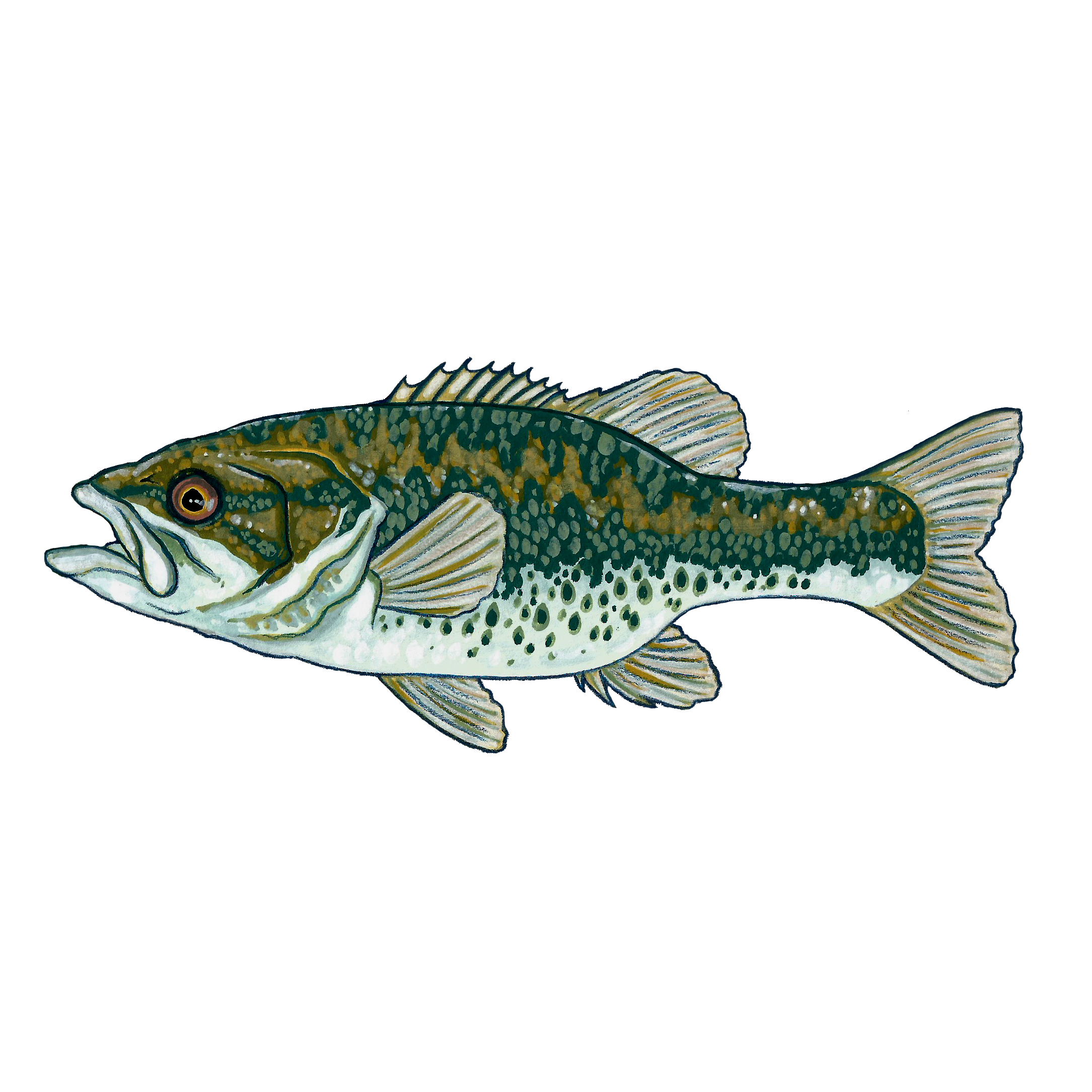 spotted bass rb.png
