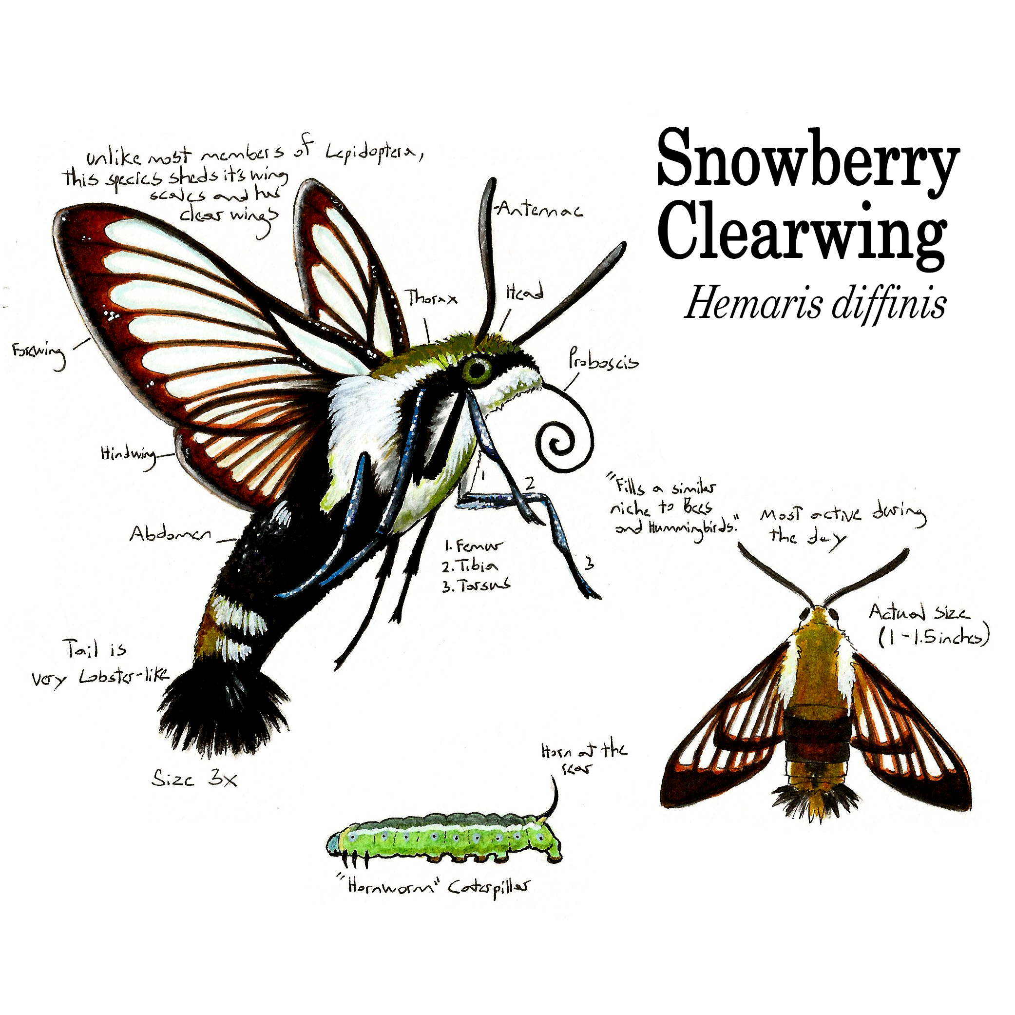 snowberry clearwing.png