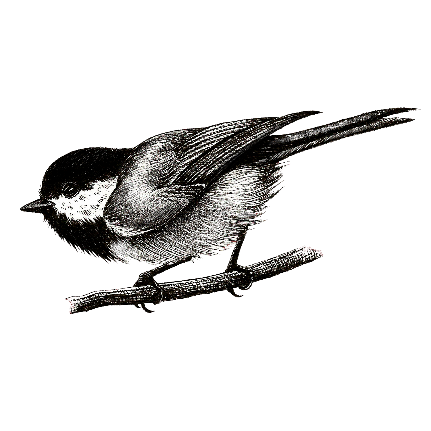 chickadee rb.png