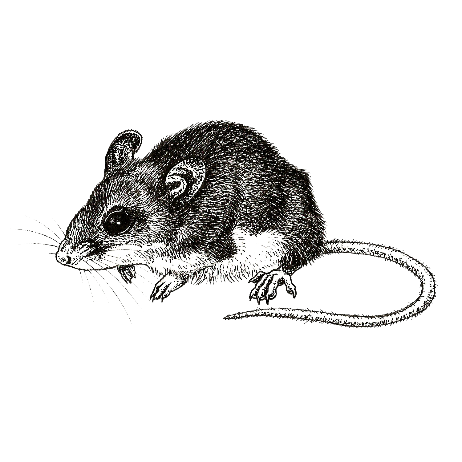 mouse sticker.png