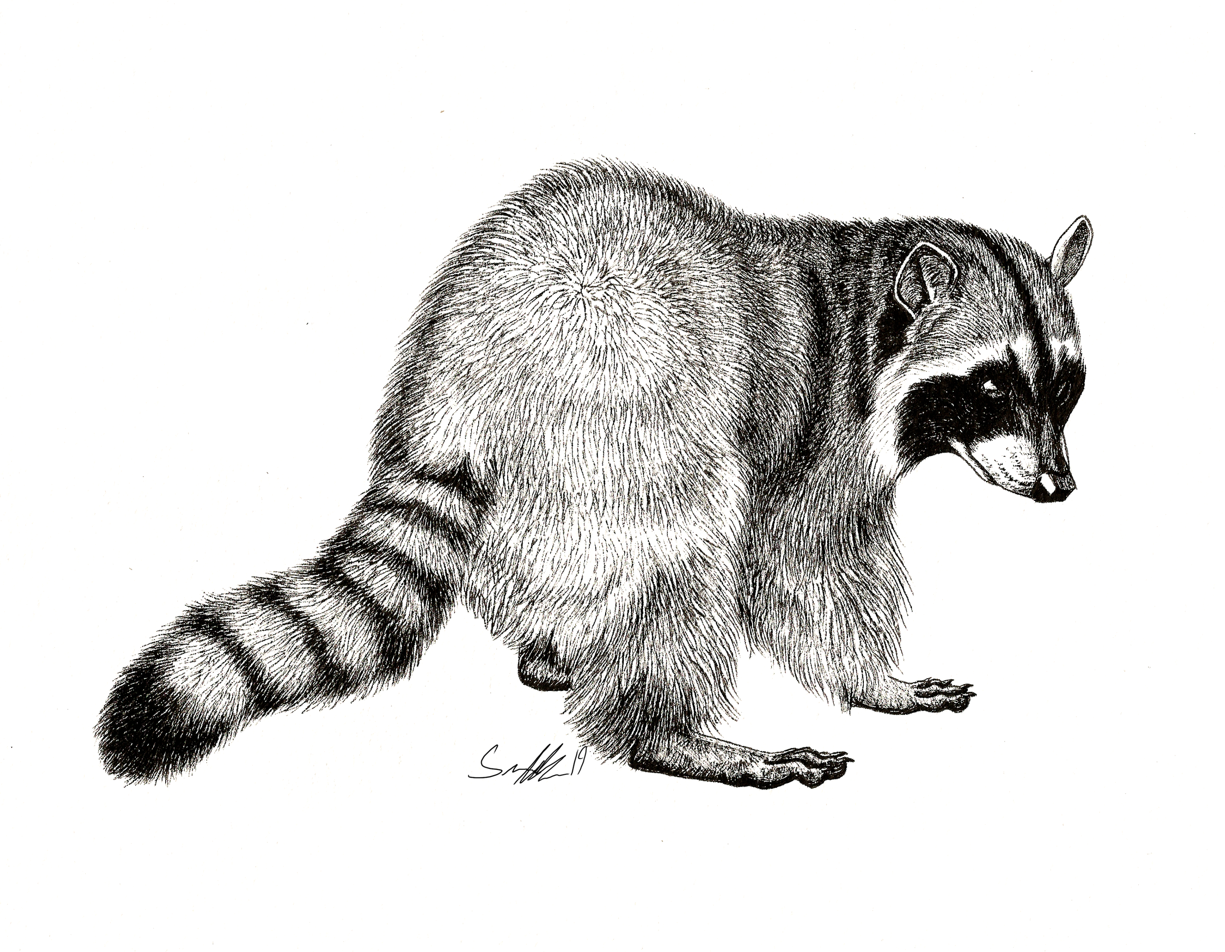 Raccoon.png