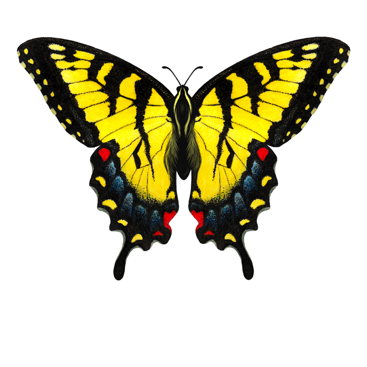 eastern tiger swallowtail rb.png