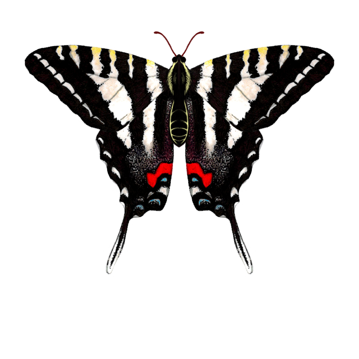zebra swallowtail rb.png