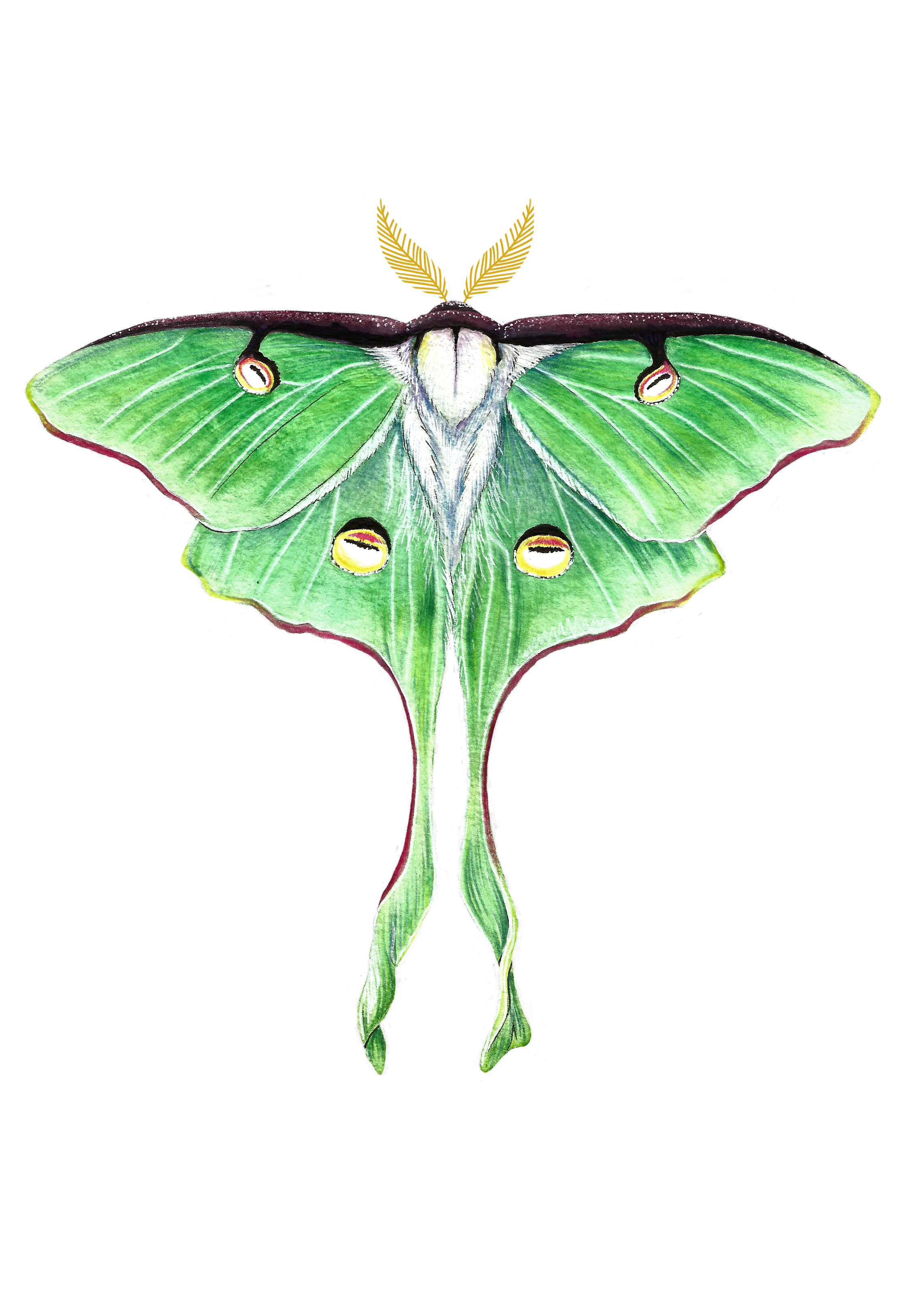 Luna Moth sticker.png