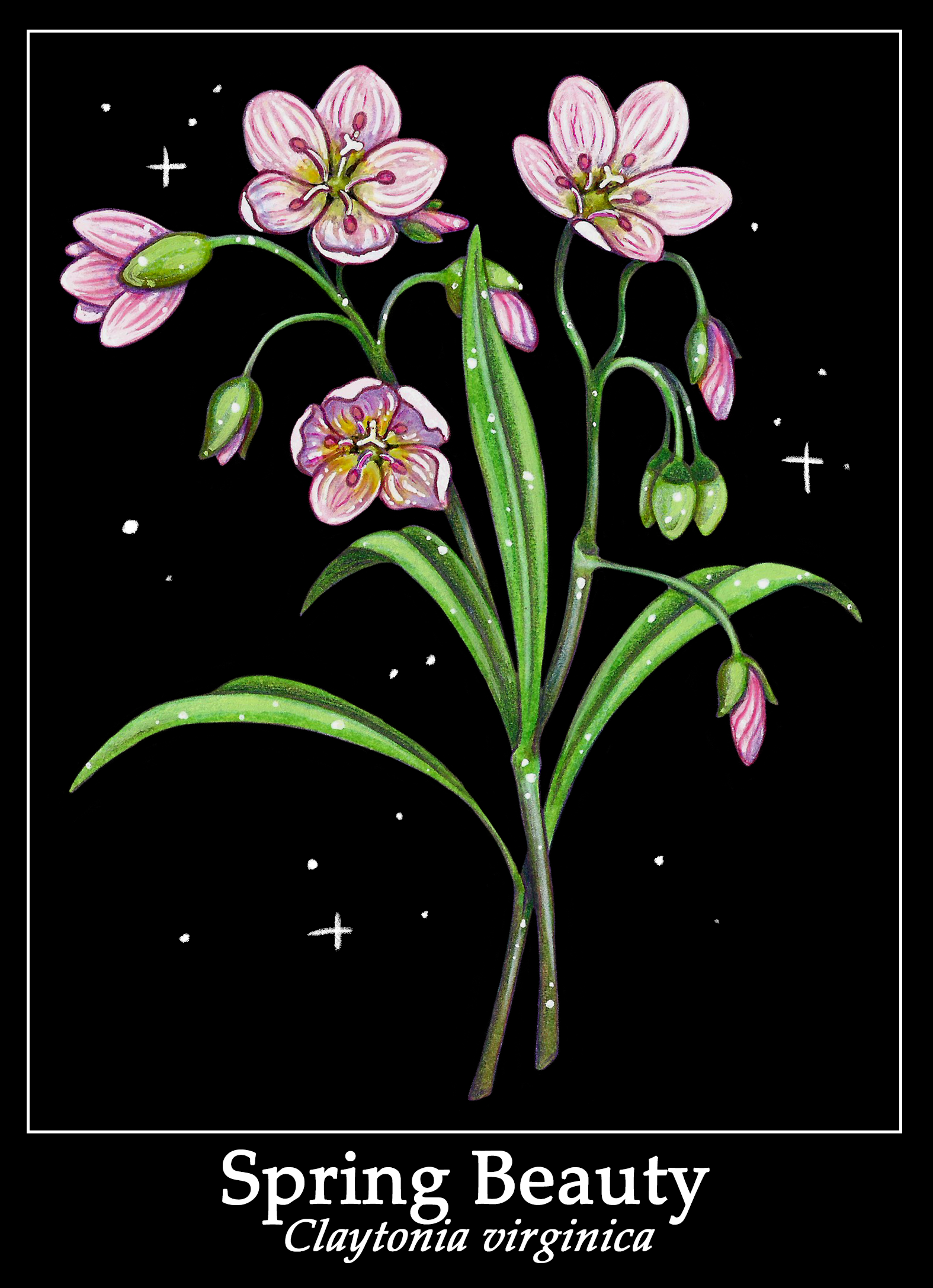 springbeautyprint.png