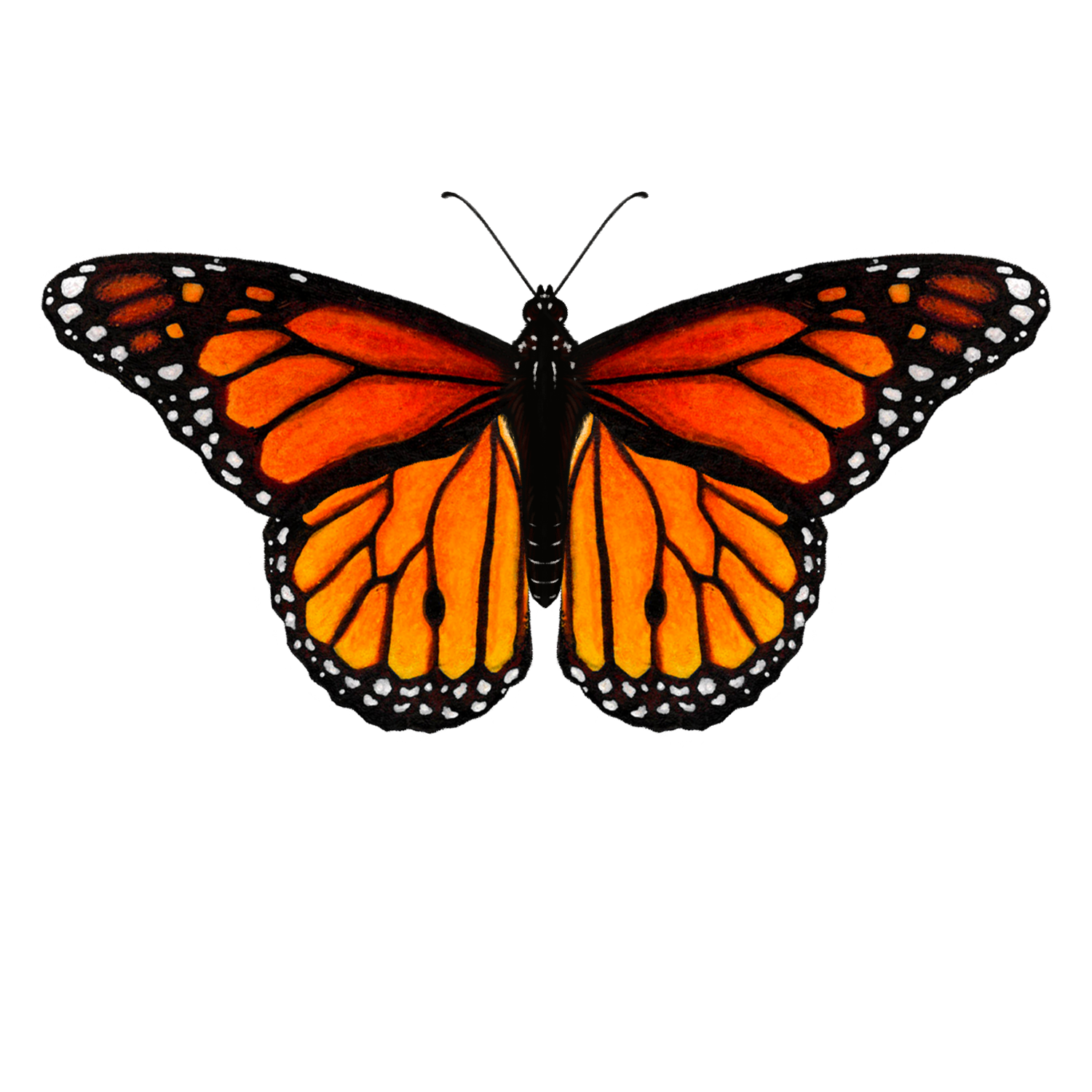 monarch butterfly rb.png