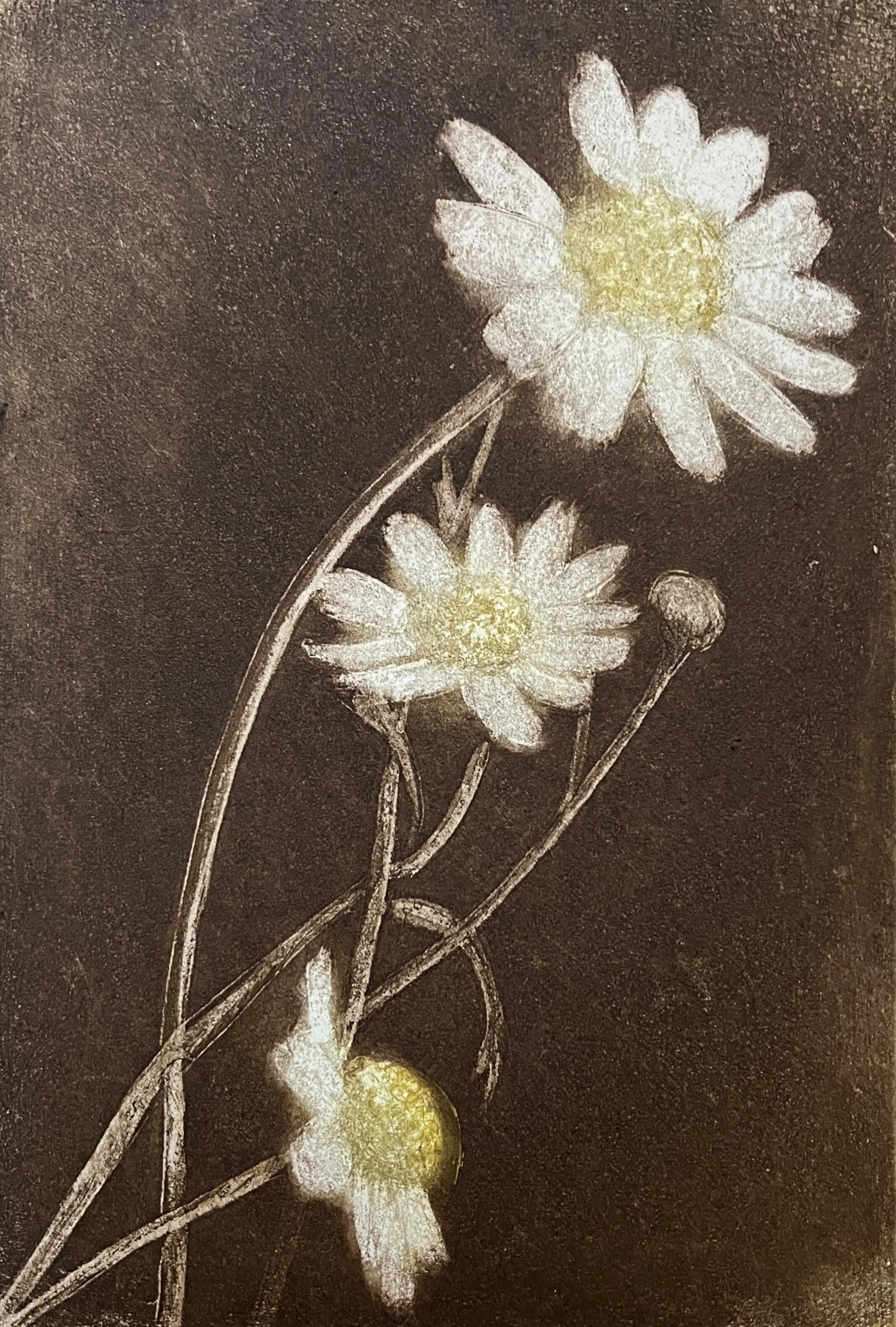 Bellis Perennis Series #