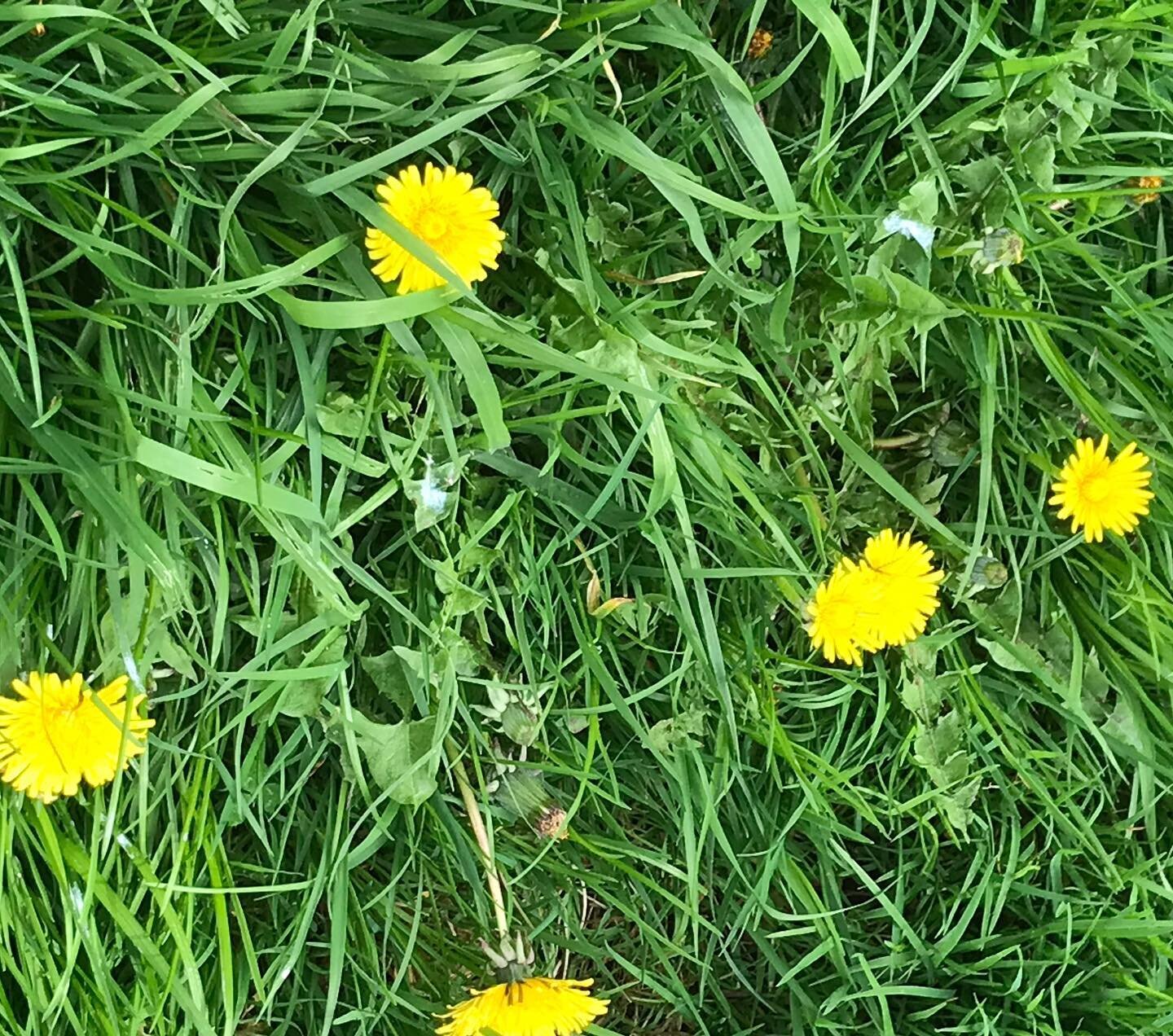&lsquo;Wet The Beds&rsquo; 

Dandelion: our beautiful sunny headed  Spring &lsquo;weed&rsquo; that is also considered to be a medicinal and edible herb. 

Dandelions are everywhere and grow in the most unforgiving of spaces, surrounding us with their