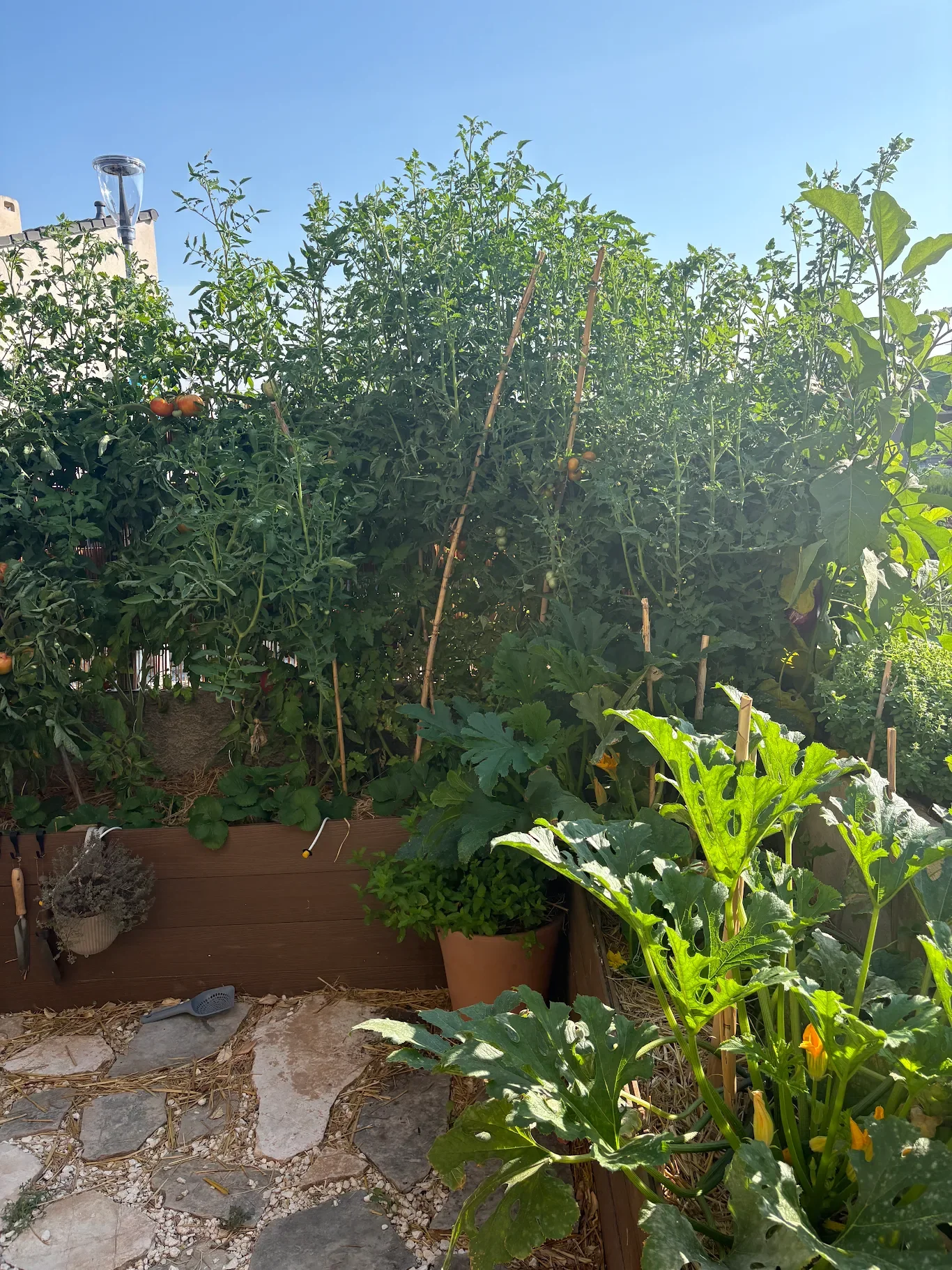 Potager productif avec concombres, tomates et aubergines cultivés à partir de plants SARGAS