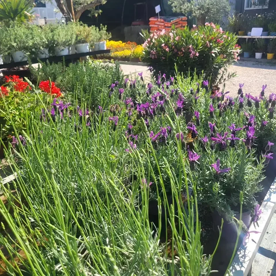 Lavande pépinières ornementales.webp