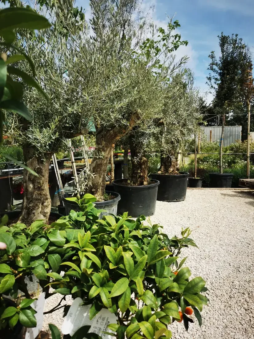 Olivier pépinières ornementales conseil.webp