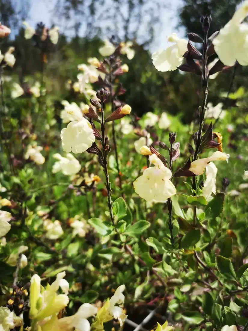 arbuste pépinières ornementales.webp