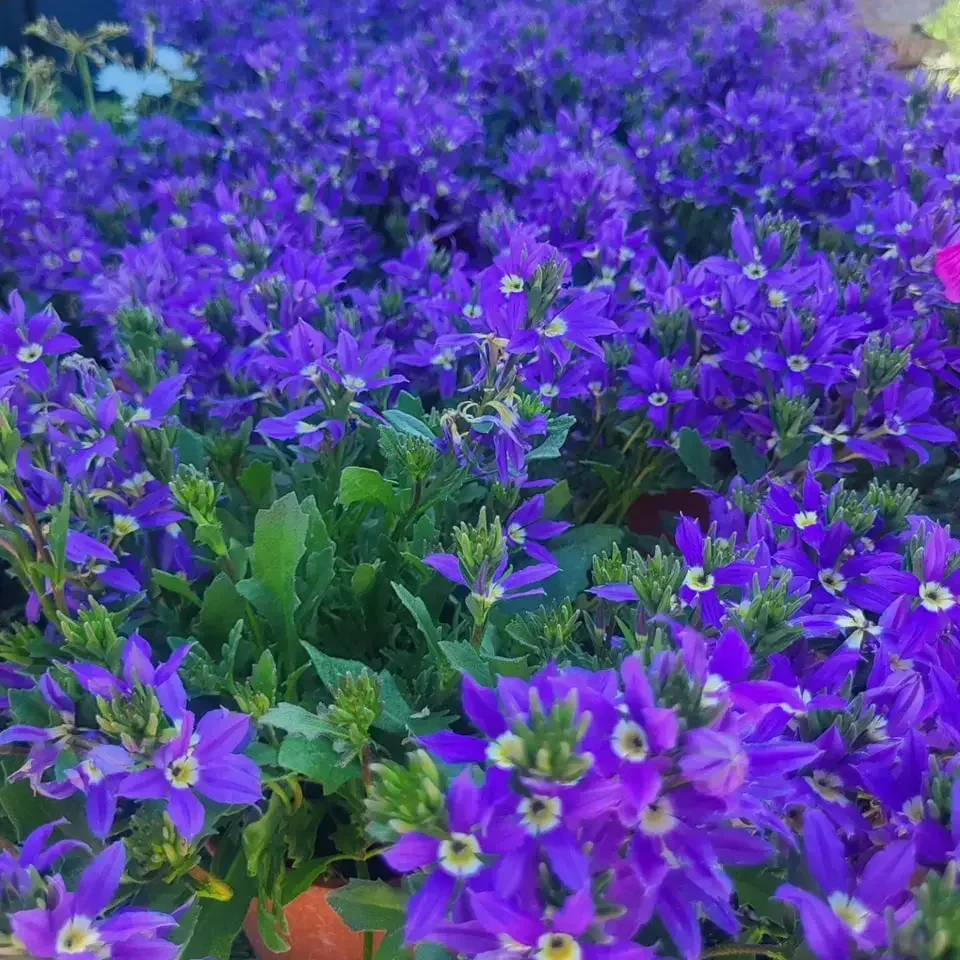 Fleurs pépinières ornementales conseil.webp