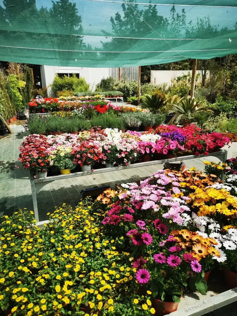 Fleurs pépinières ornementales rack de plantes.webp