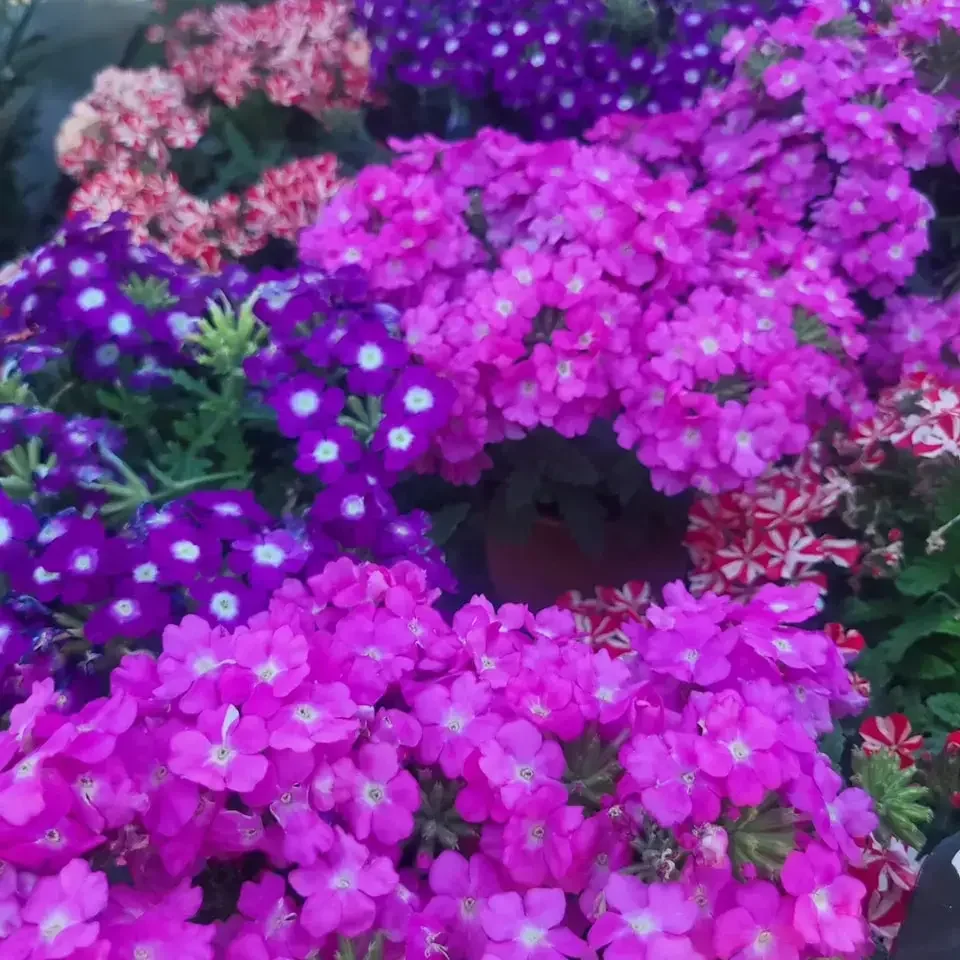 Avril en Provence : le bon moment pour planter et aménager votre jardin