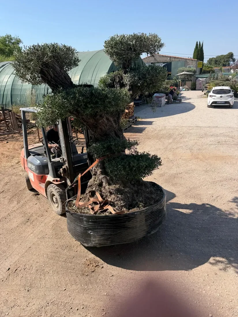Quel olivier choisir pour votre jardin ?