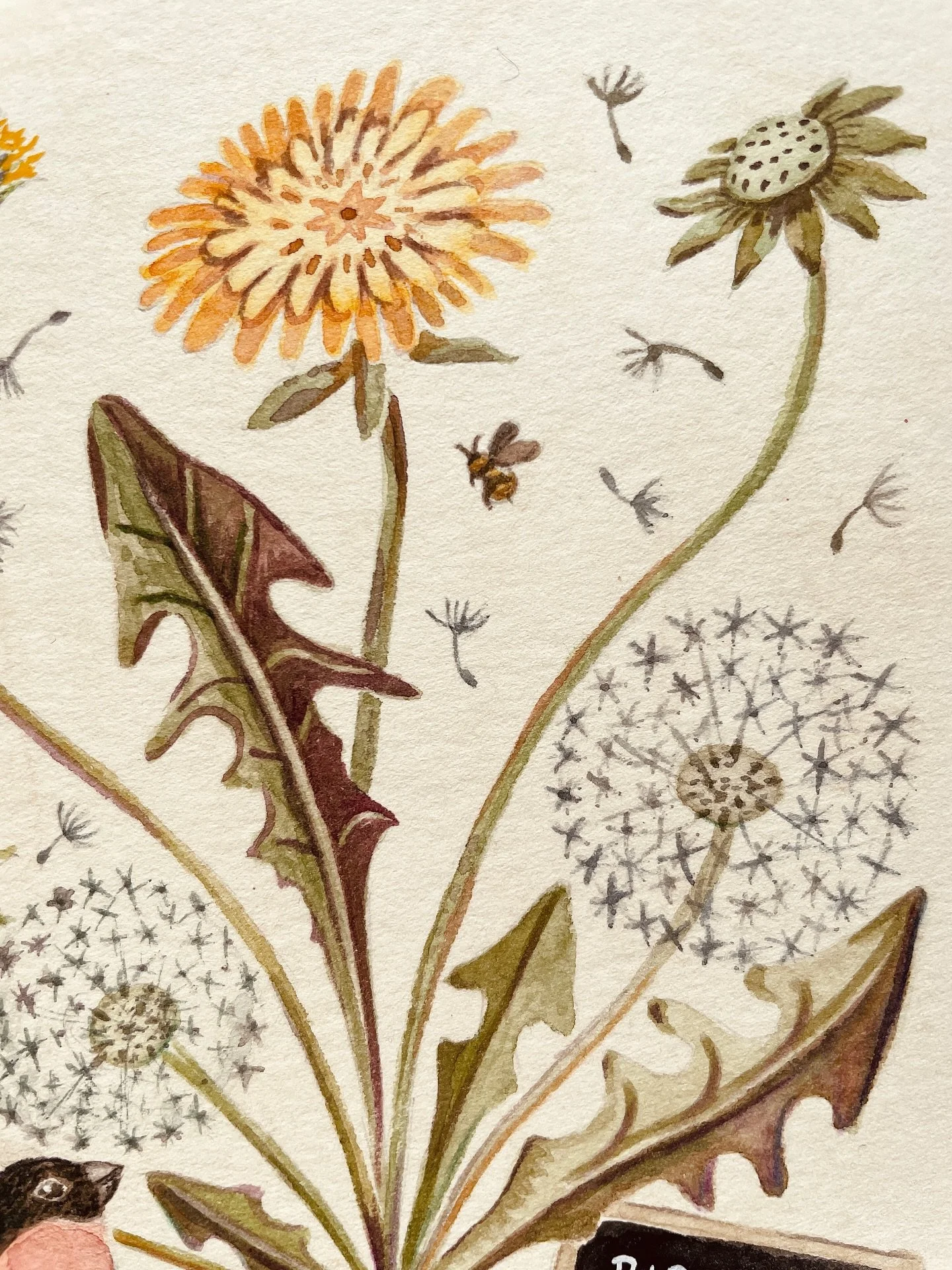 After a little summer break, it’s felt good to pick up the paintbrushes again. This birthday card design is almost finished. I have 2 more to do in this series as well. They all include birds in some form which wasn’t intentional but they