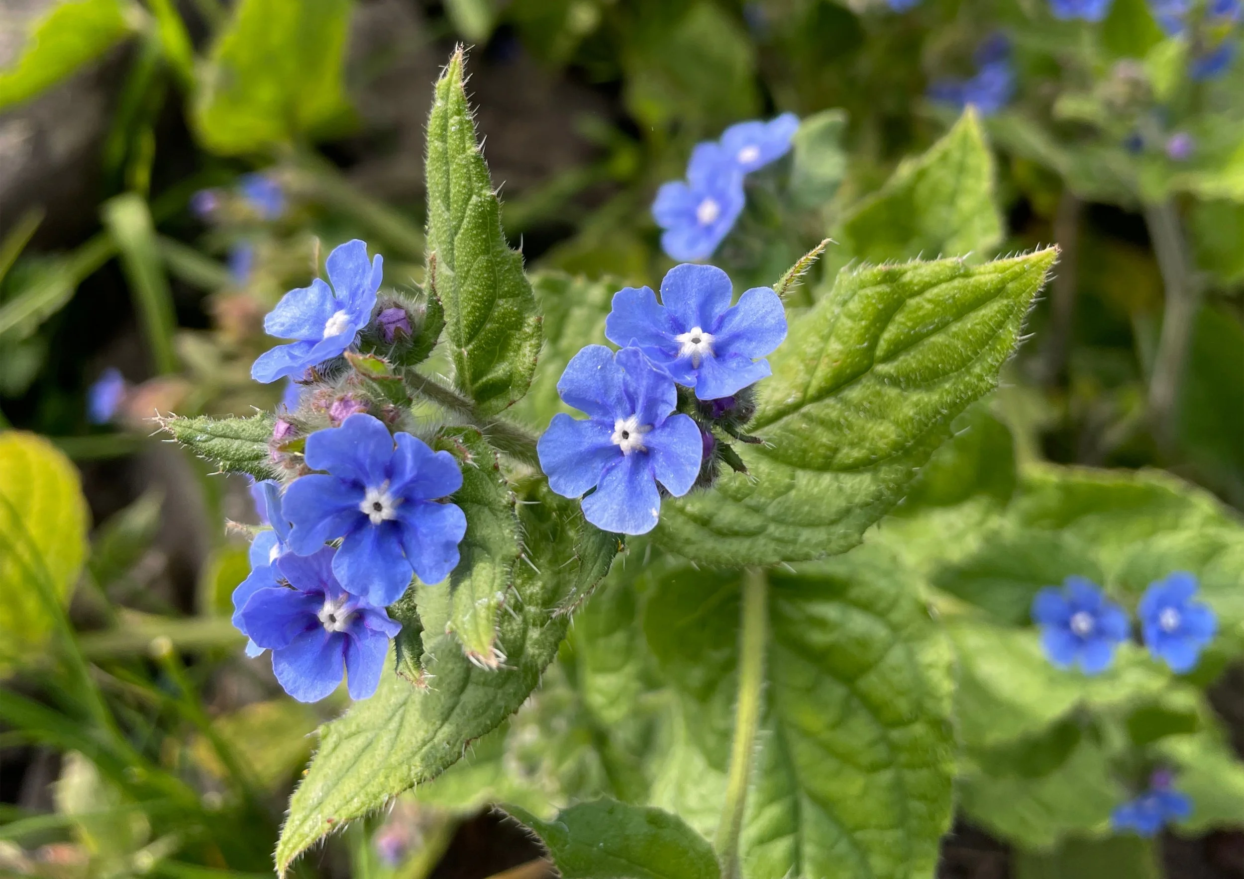 Green Alkanet Wildflower - small blue flowers