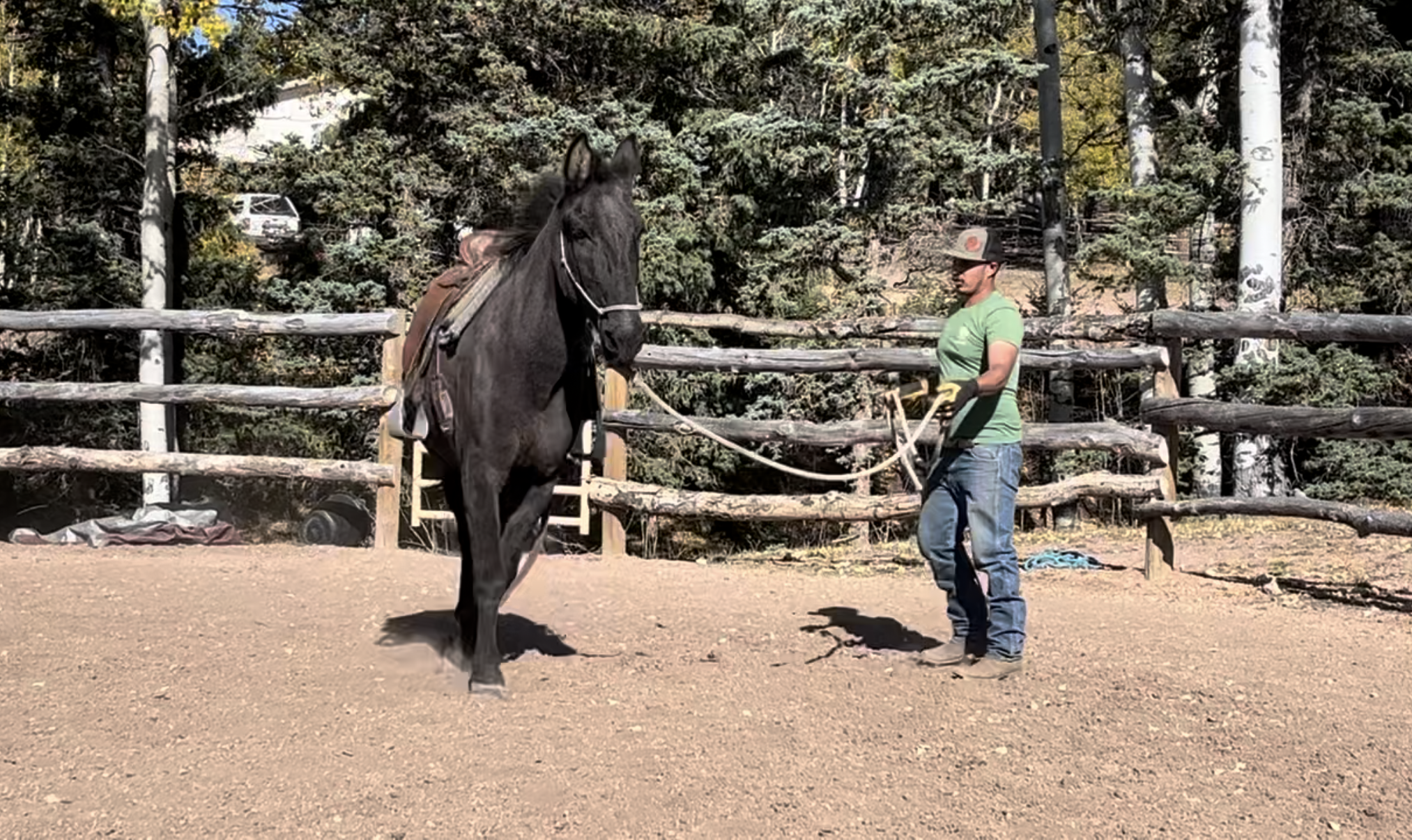 Natural Horsemanship Clinic