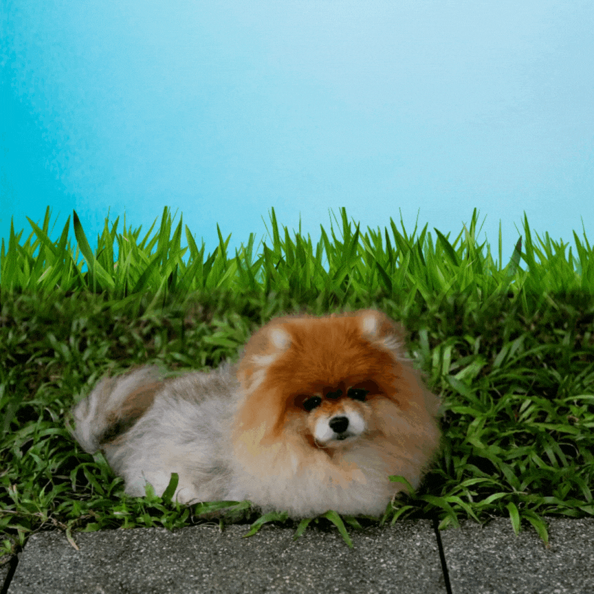 Untitled design (33).gif