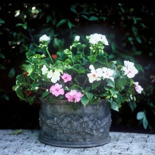 FLORAL 5.jpeg