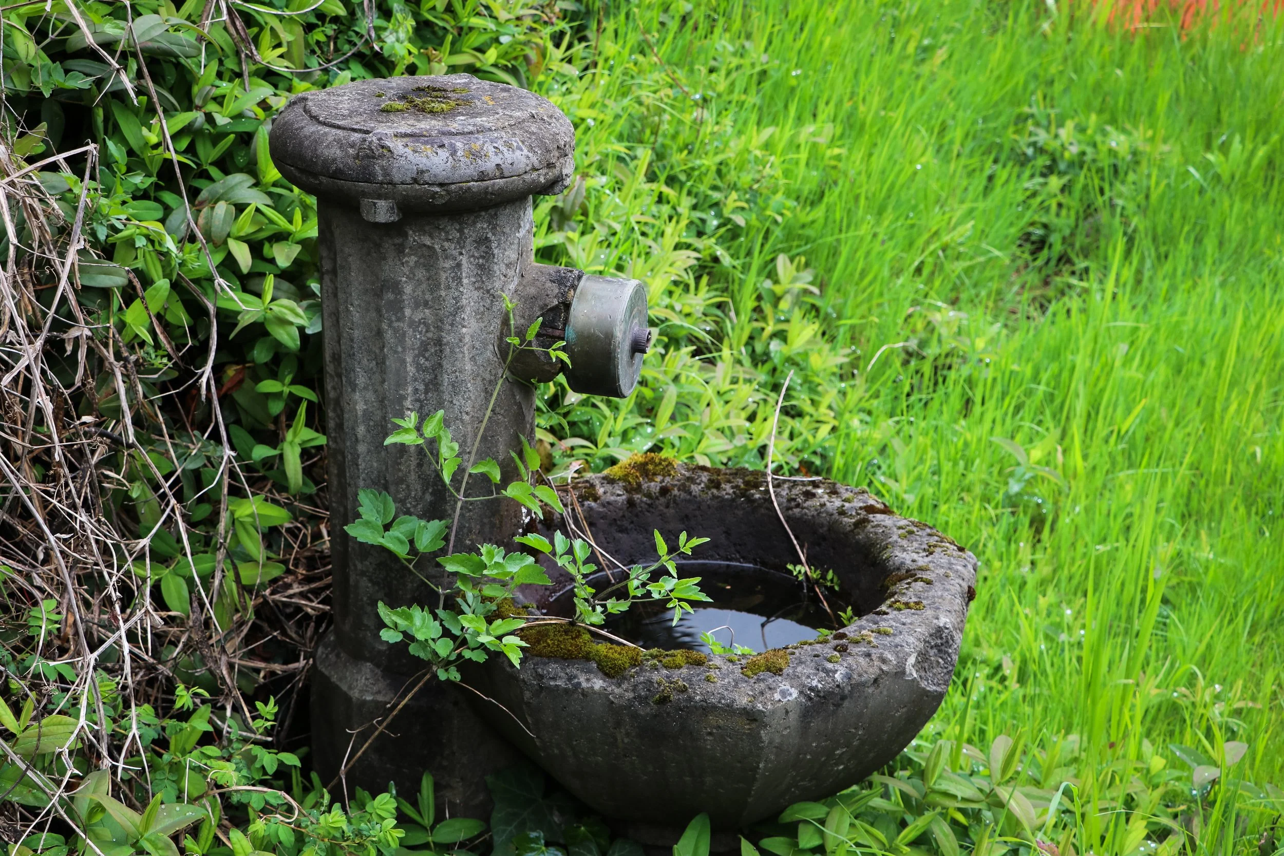 Horse water fountain preserved.jpg