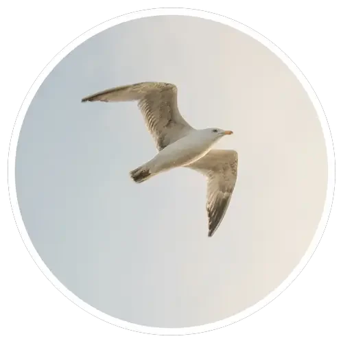 Seagull flying symbolizes hope and healing from addiction and depression - Healing Family Addiction