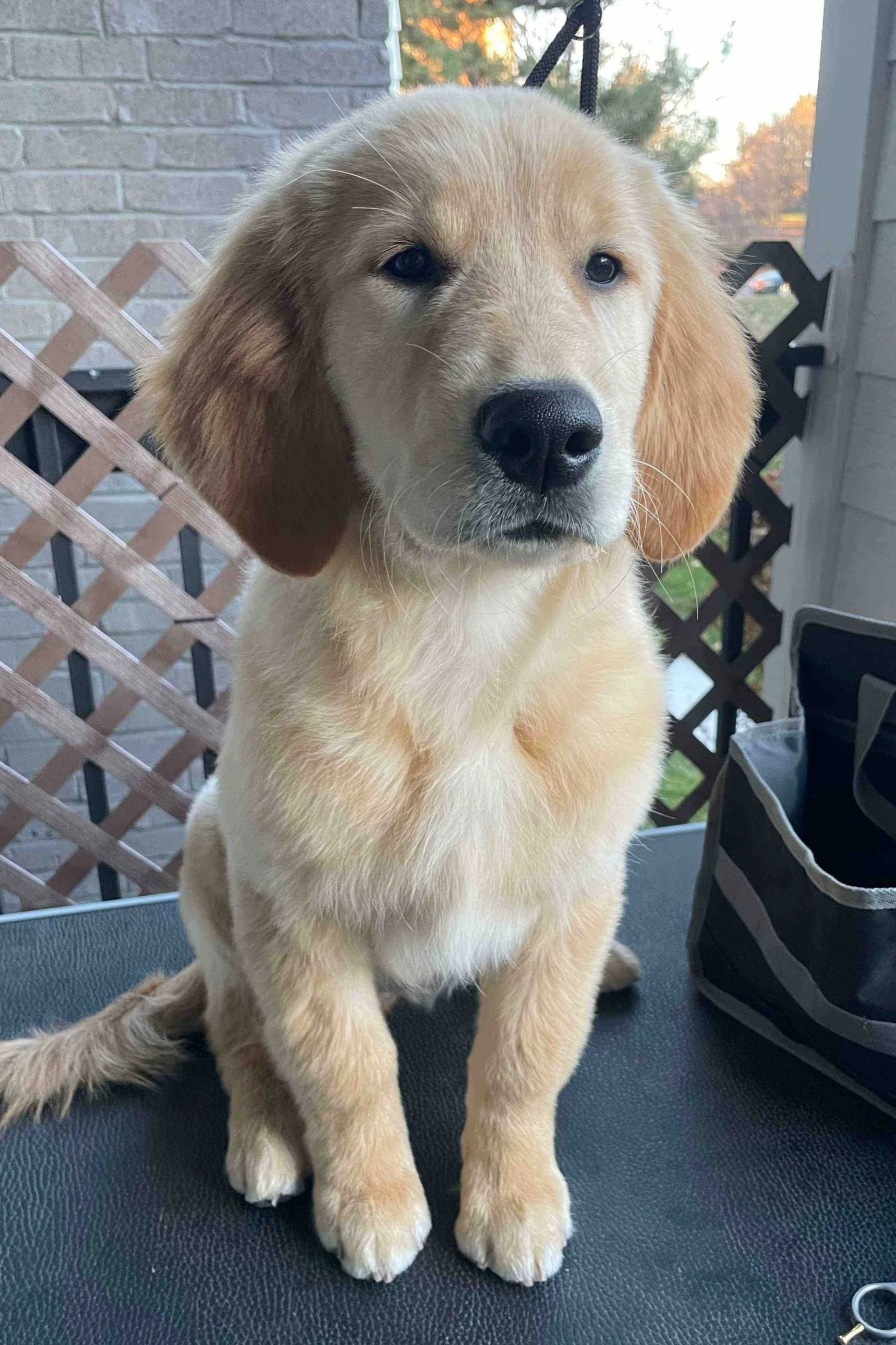 Golden Retriever puppy show groom