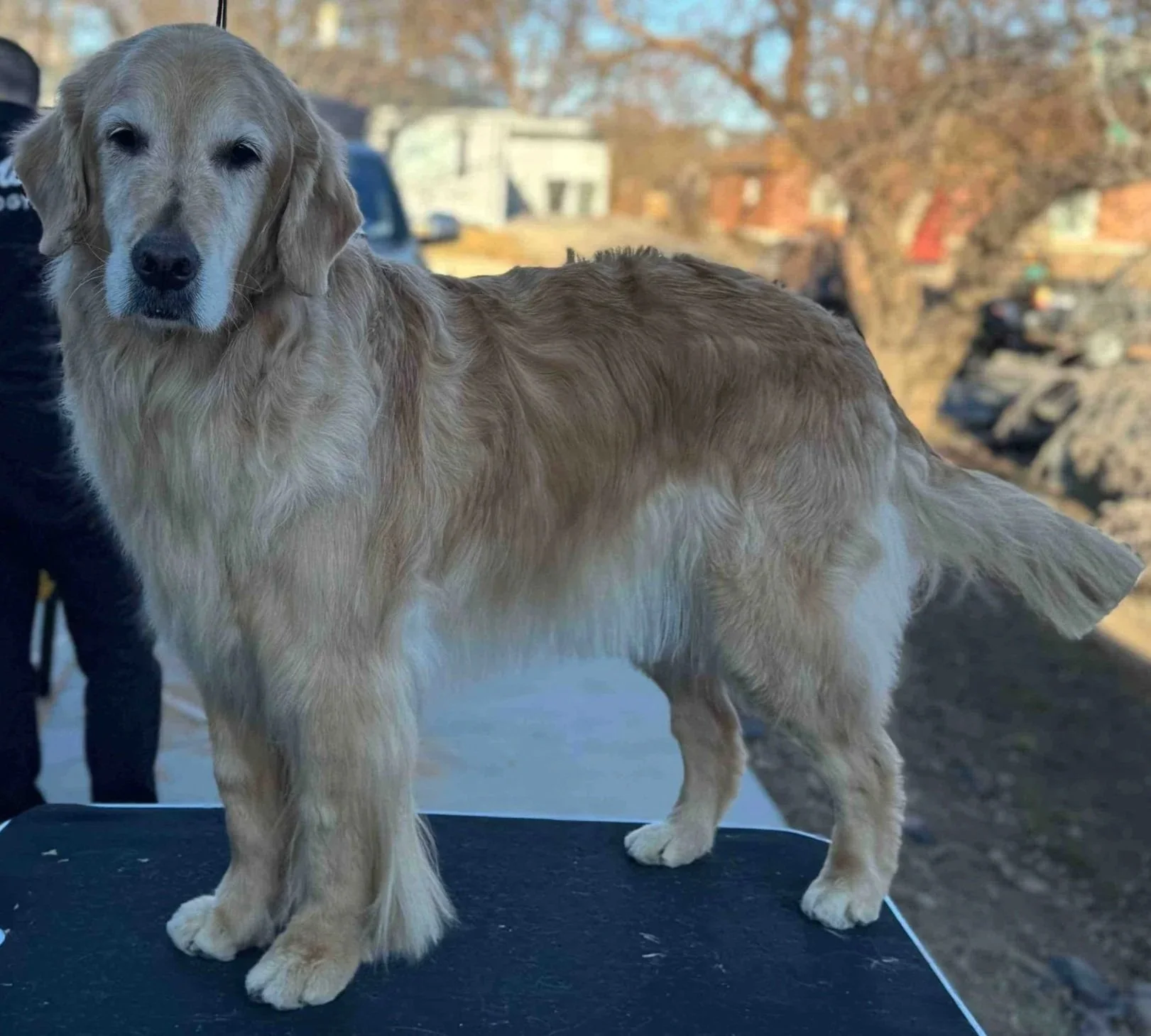 Dog-Grooming-Denver.jpg