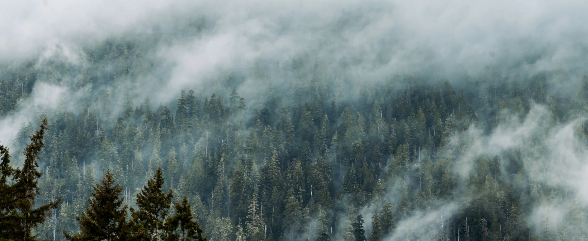 Misty forested mountain landscape with tall pine trees and fog.
